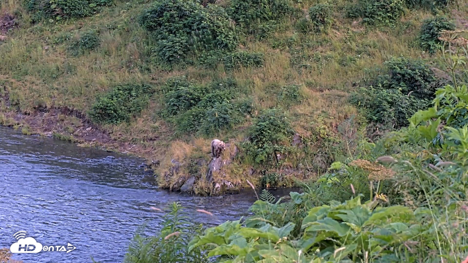 Snapshot of Kodiak Alaska Brown Bears Live Webcam taken Aug 8, 2026, 9:47pm AKDT