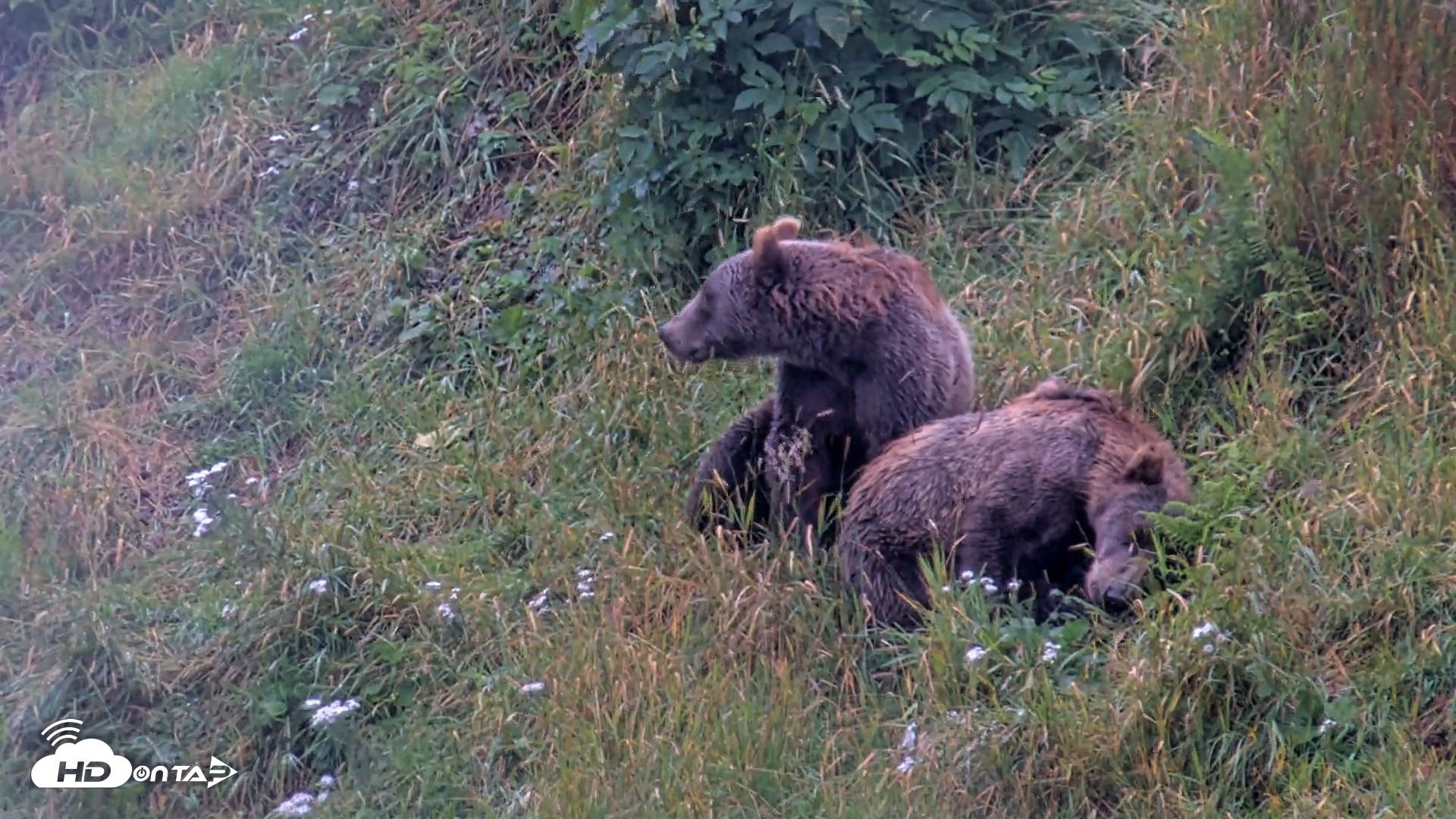 Snapshot of Kodiak Alaska Brown Bears Live Webcam taken Aug 14, 2026, 11:18am AKDT