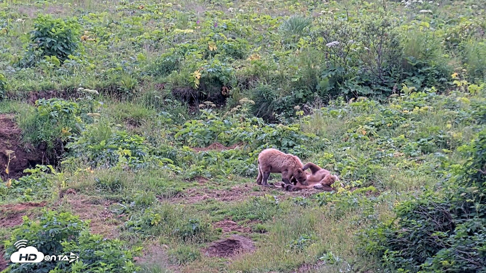 Snapshot of Kodiak Alaska Brown Bears Live Webcam taken Aug 6, 2026, 6:05pm AKDT