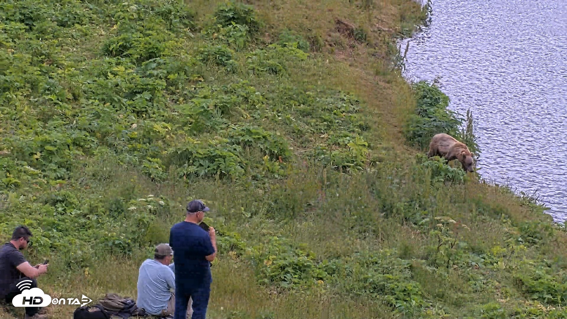 Snapshot of Kodiak Alaska Brown Bears Live Webcam taken Aug 2, 2026, 12:27pm AKDT