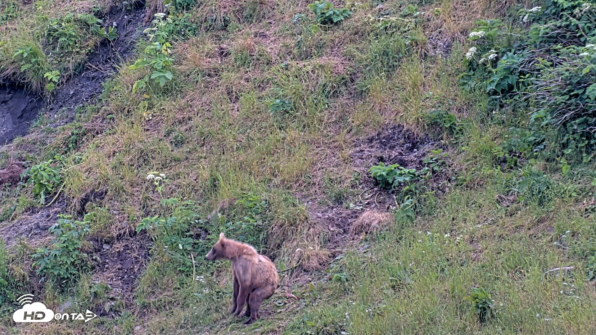 Snapshot of Kodiak Alaska Brown Bears Live Webcam taken Aug 1, 2026, 7:56pm AKDT