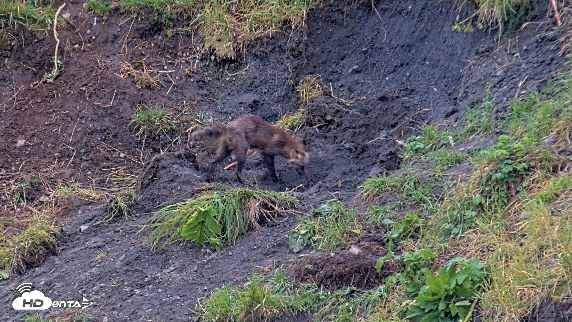 Snapshot of Kodiak Alaska Brown Bears Live Webcam taken Aug 7, 2026, 8:06am AKDT