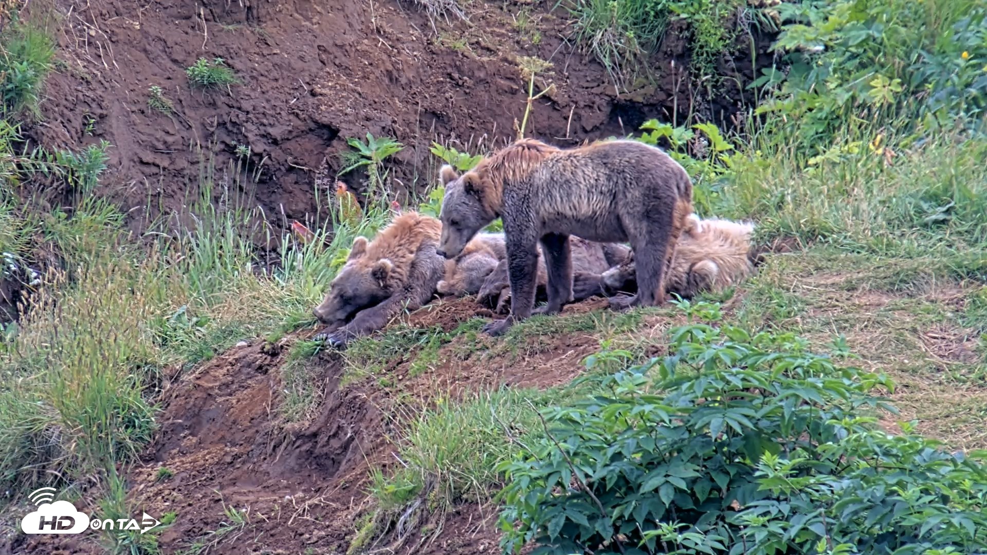 Snapshot of Kodiak Alaska Brown Bears Live Webcam taken Aug 9, 2026, 5:56pm AKDT
