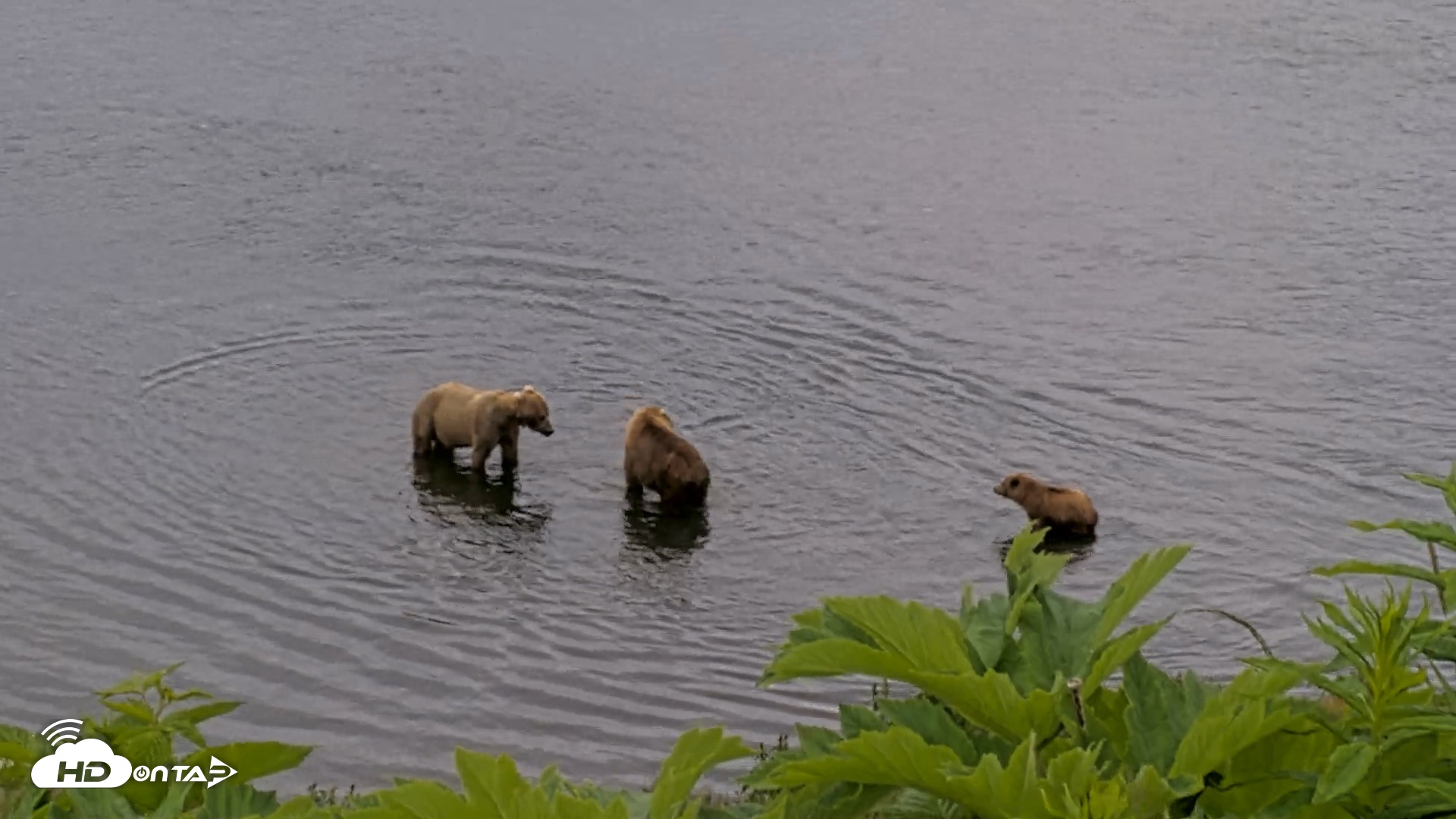 Snapshot of Kodiak Alaska Brown Bears Live Webcam taken Jul 12, 2026, 2:03pm AKDT