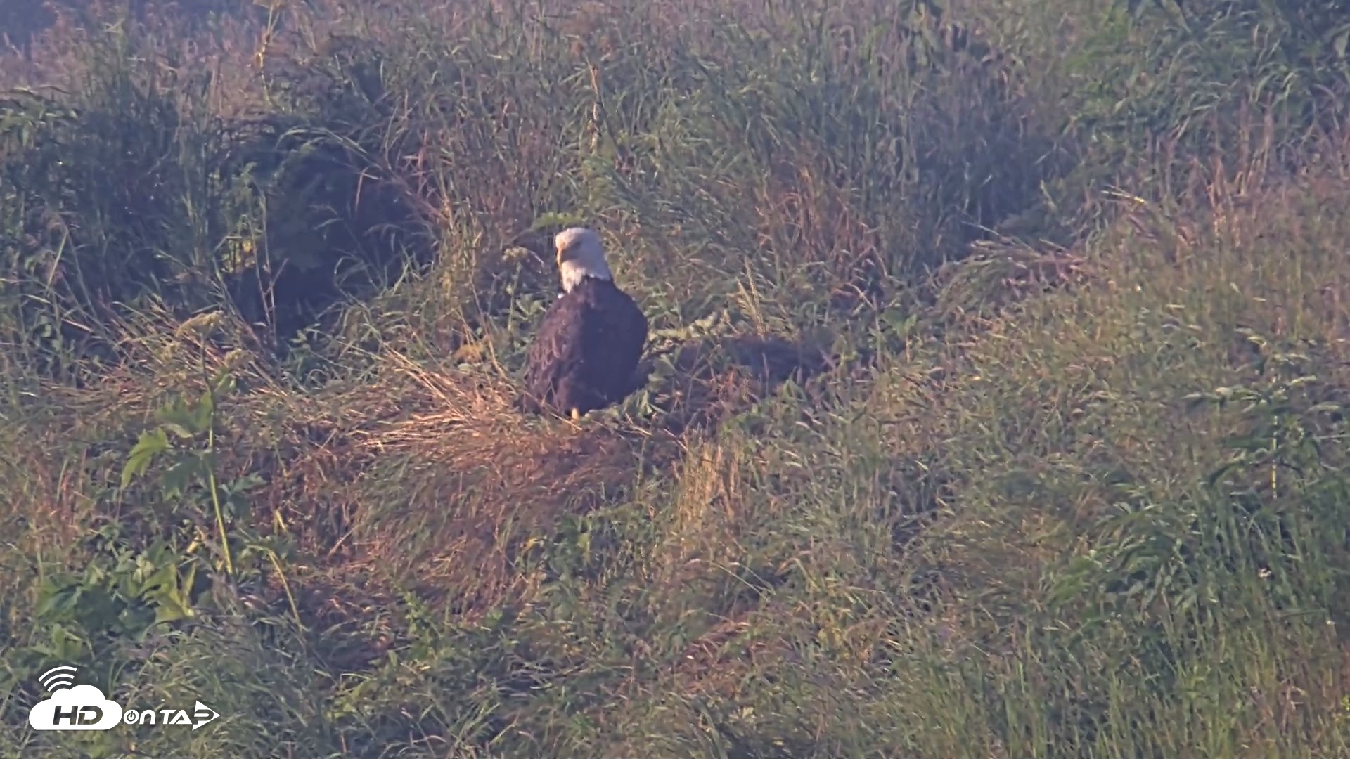 Snapshot of Kodiak Alaska Brown Bears Live Webcam taken Jul 31, 2026, 8:02am AKDT
