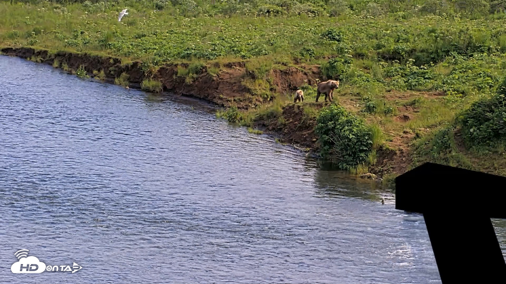 Snapshot of Kodiak Alaska Brown Bears Live Webcam taken Jul 29, 2026, 5:21pm AKDT
