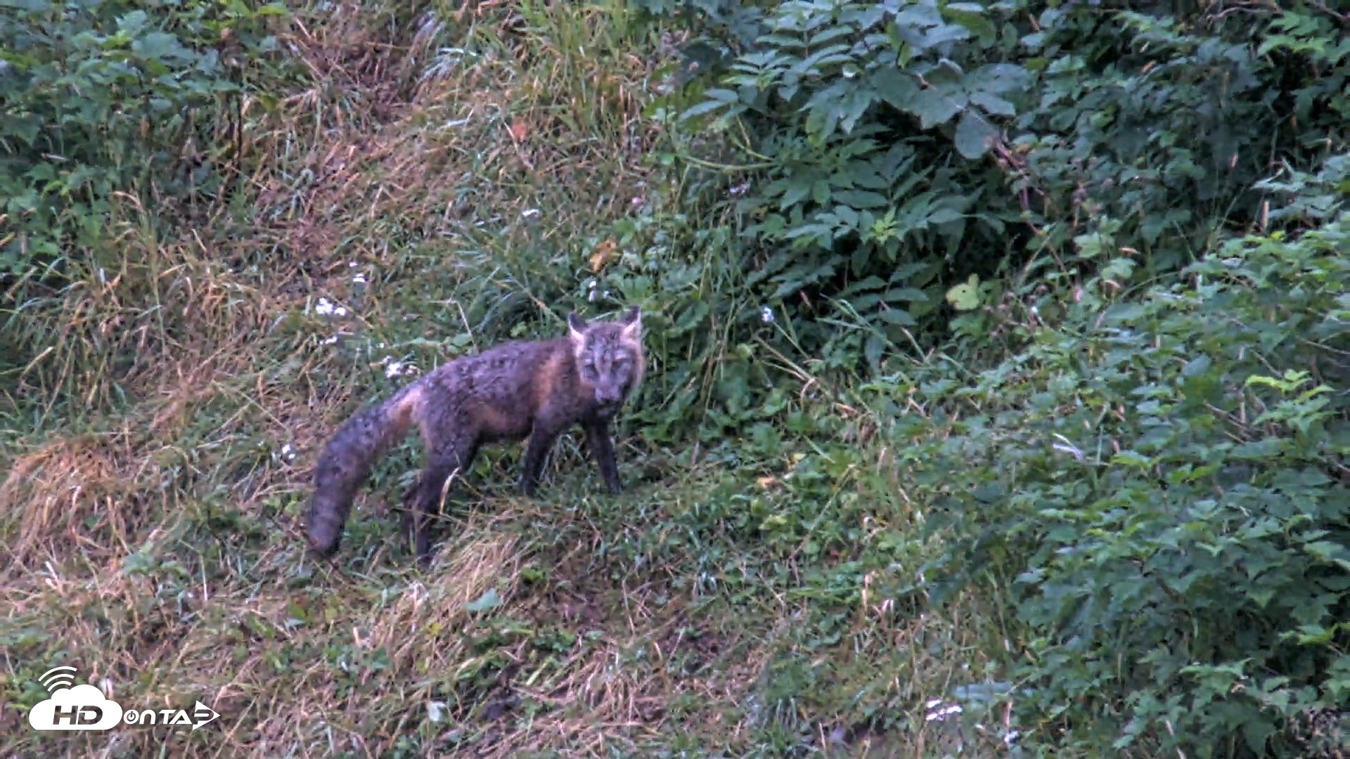 Snapshot of Kodiak Alaska Brown Bears Live Webcam taken Aug 15, 2026, 7:09am AKDT