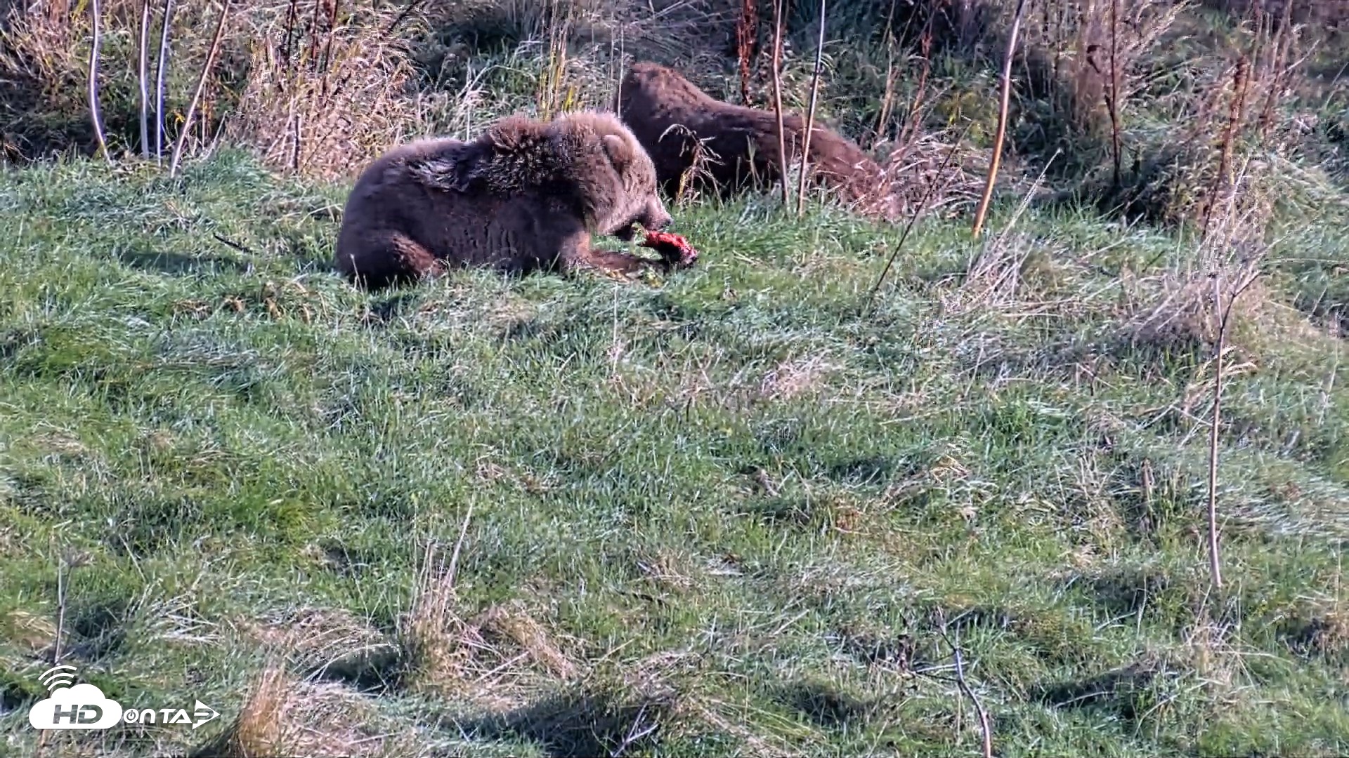 Snapshot of Kodiak Alaska Brown Bears Live Webcam taken Oct 21, 2026, 3:12pm AKDT