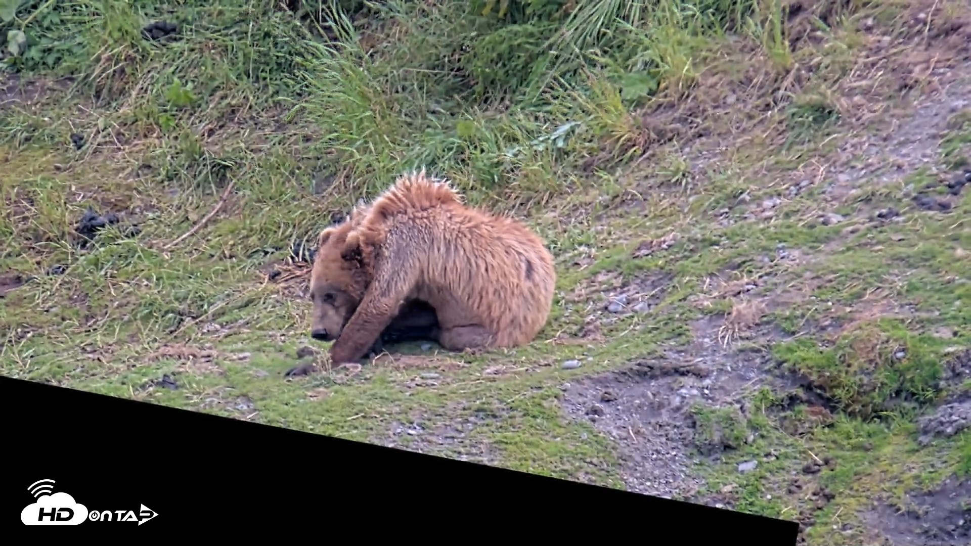 Snapshot of Kodiak Alaska Brown Bears Live Webcam taken Jul 25, 2026, 5:56pm AKDT