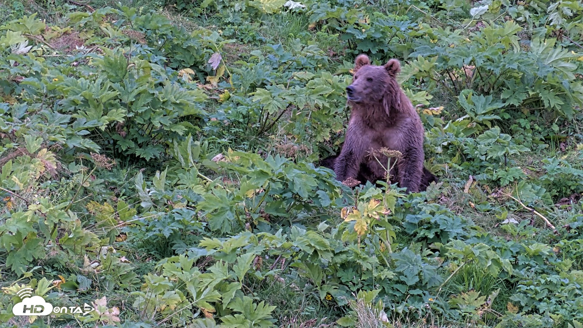 Snapshot of Kodiak Alaska Brown Bears Live Webcam taken Aug 19, 2026, 6:02pm AKDT