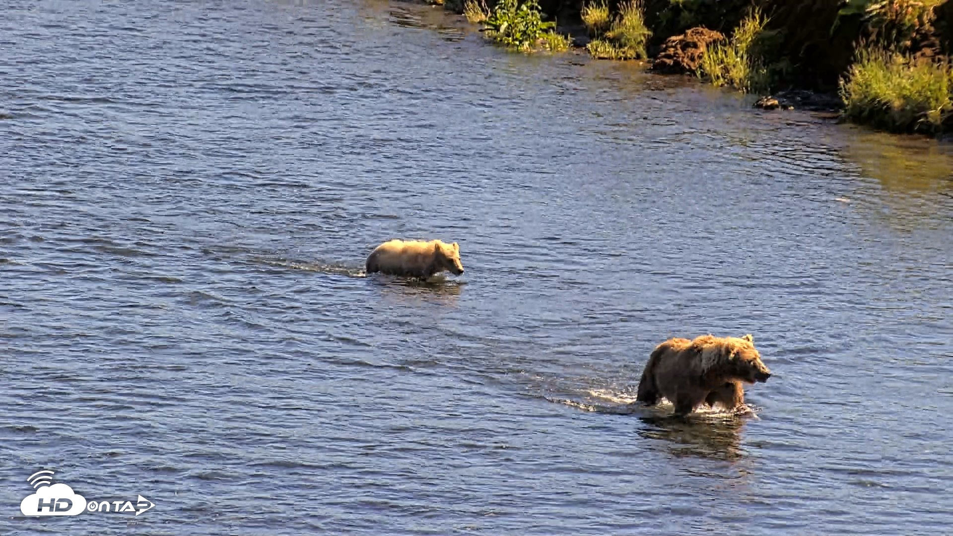 Snapshot of Kodiak Alaska Brown Bears Live Webcam taken Jul 30, 2026, 4:51pm AKDT