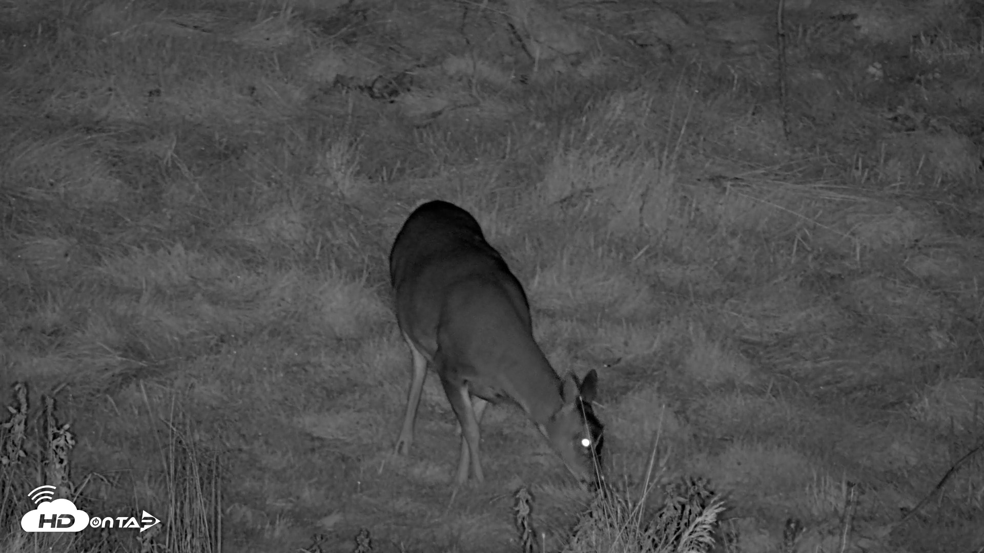 Snapshot of Kodiak Alaska Brown Bears Live Webcam taken Oct 13, 2026, 9:58pm AKDT