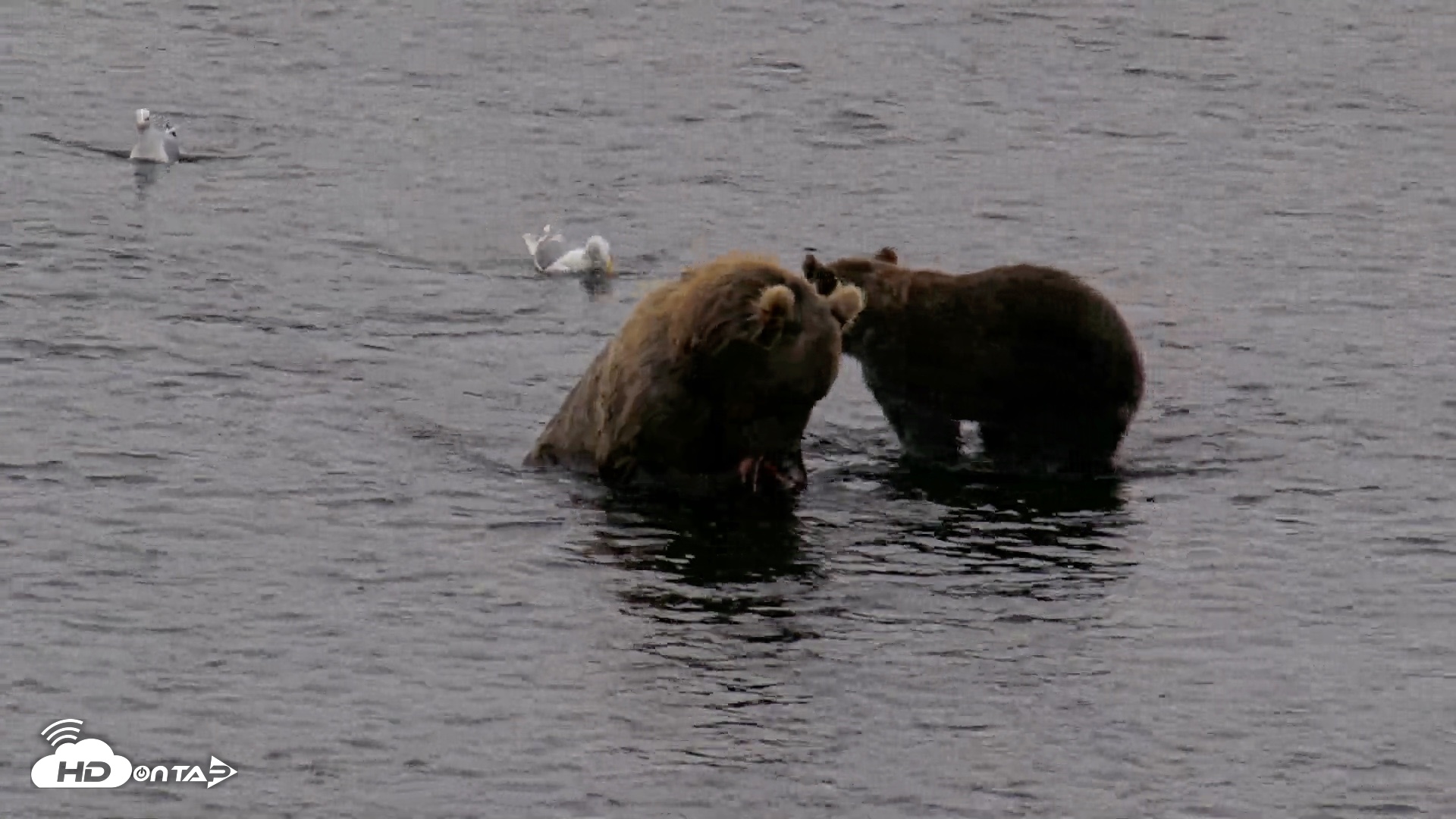 Snapshot of Kodiak Alaska Brown Bears Live Webcam taken Aug 18, 2026, 7:30am AKDT