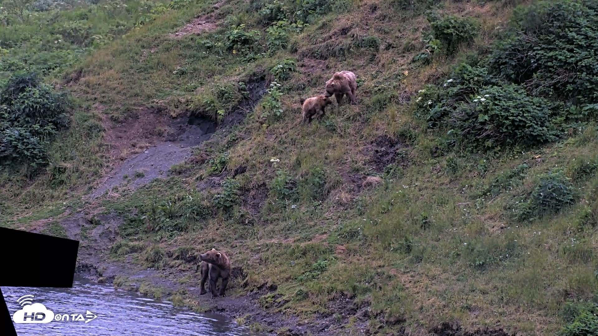 Snapshot of Kodiak Alaska Brown Bears Live Webcam taken Aug 3, 2026, 10:17pm AKDT