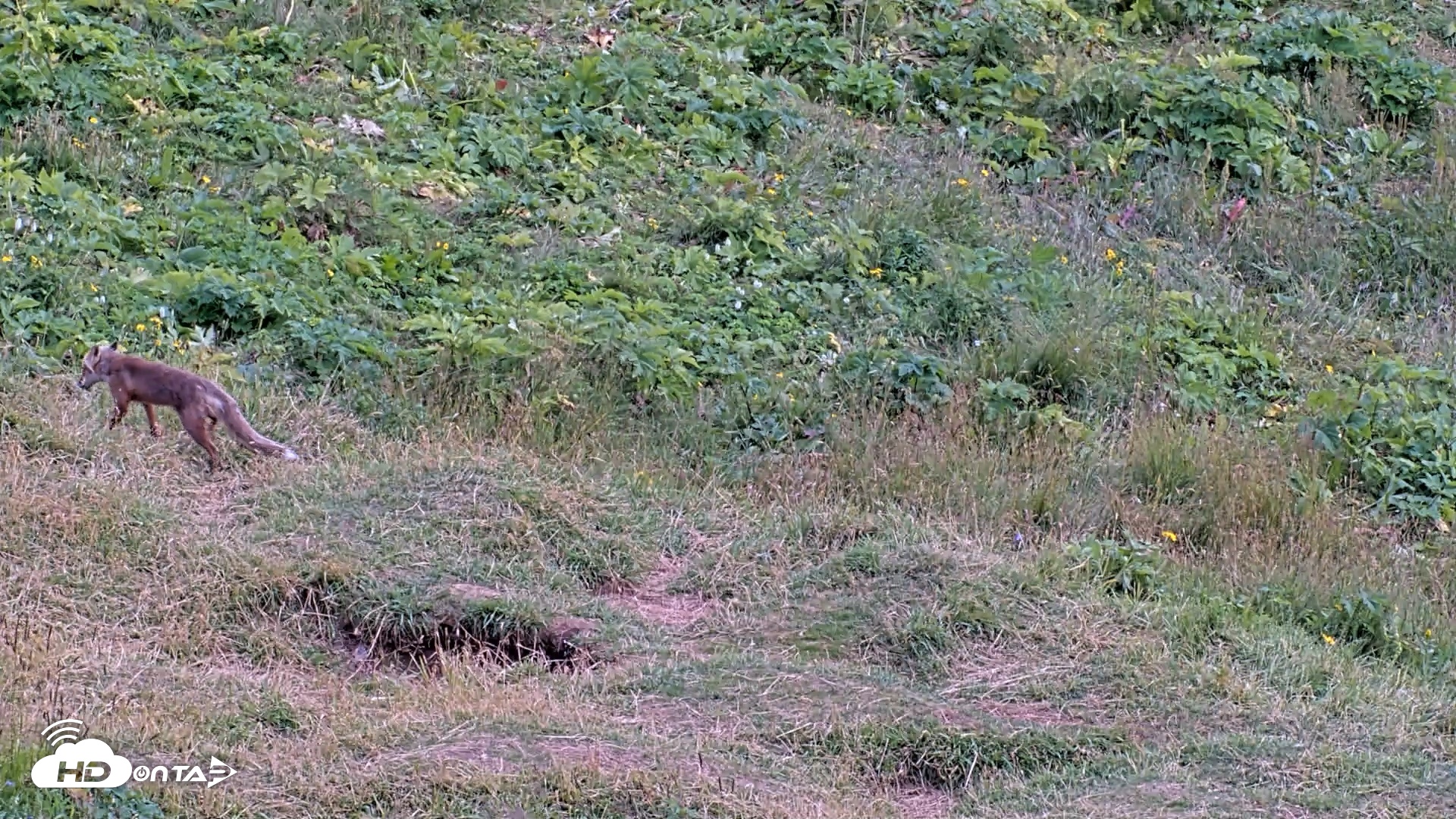 Snapshot of Kodiak Alaska Brown Bears Live Webcam taken Aug 9, 2026, 3:52pm AKDT