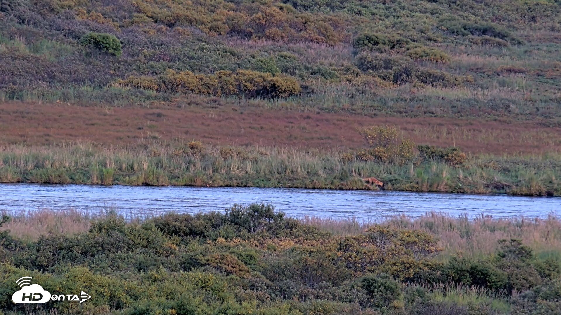 Snapshot of Kodiak Alaska Brown Bears Live Webcam taken Sep 16, 2026, 8:09pm AKDT