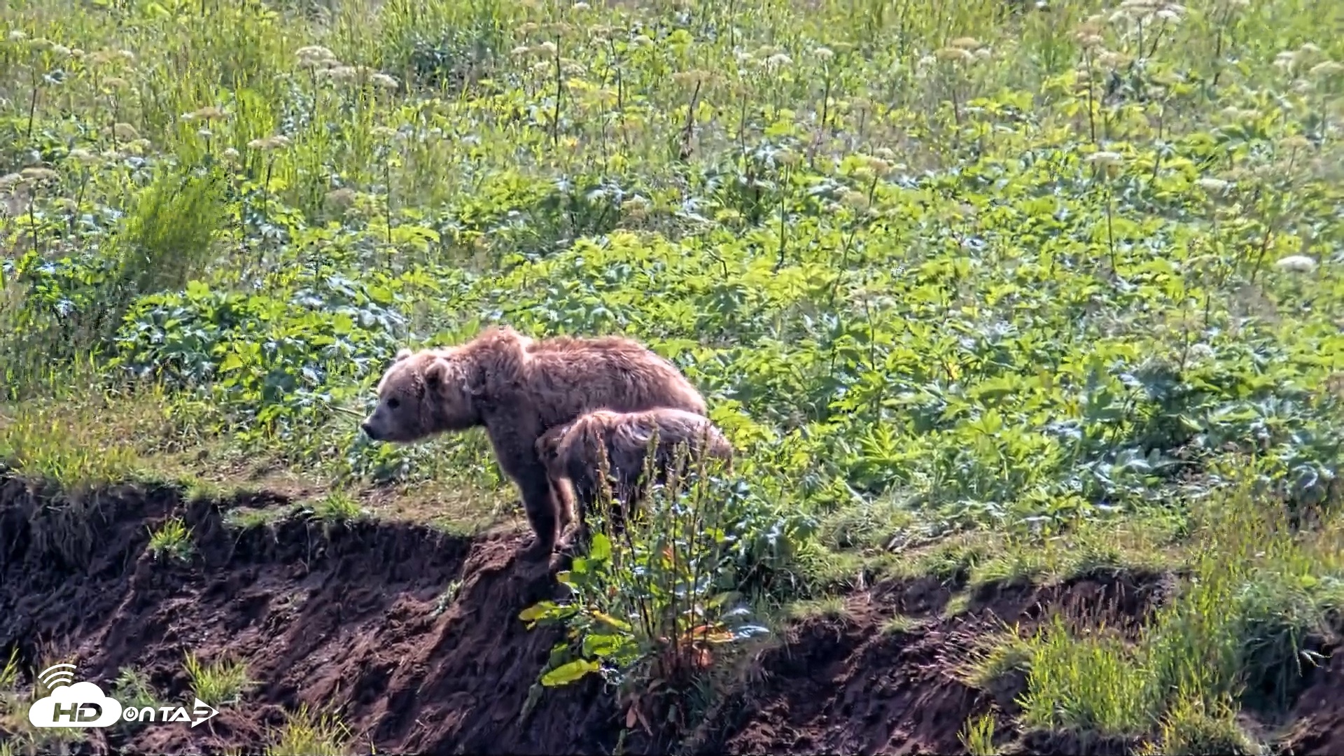 Snapshot of Kodiak Alaska Brown Bears Live Webcam taken Aug 1, 2026, 2:18pm AKDT