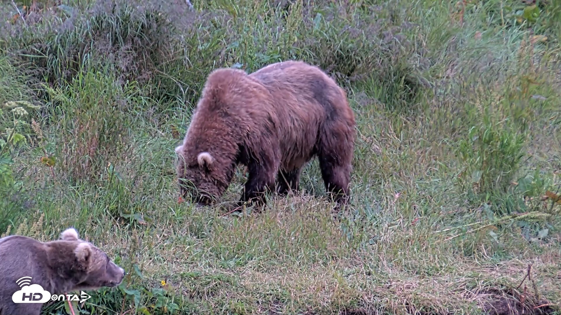 Snapshot of Kodiak Alaska Brown Bears Live Webcam taken Aug 4, 2026, 9:44pm AKDT