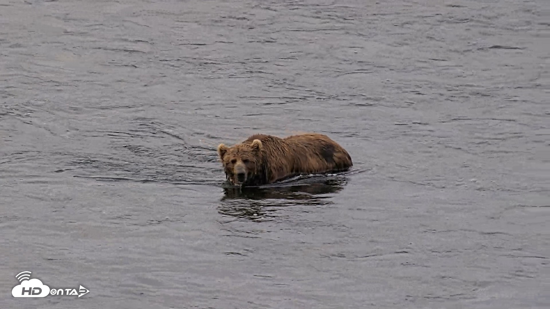 Snapshot of Kodiak Alaska Brown Bears Live Webcam taken Jul 25, 2026, 7:10am AKDT