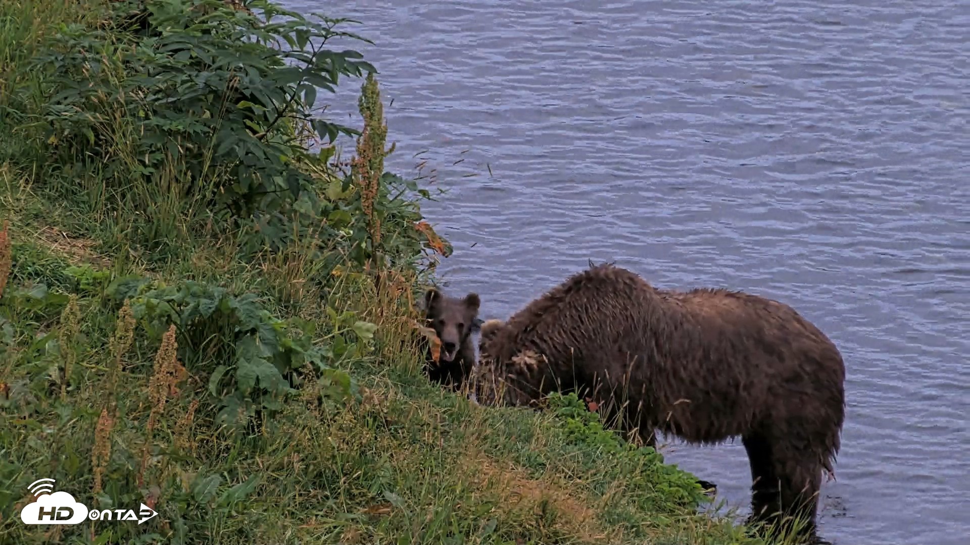Snapshot of Kodiak Alaska Brown Bears Live Webcam taken Aug 19, 2026, 9:30pm AKDT