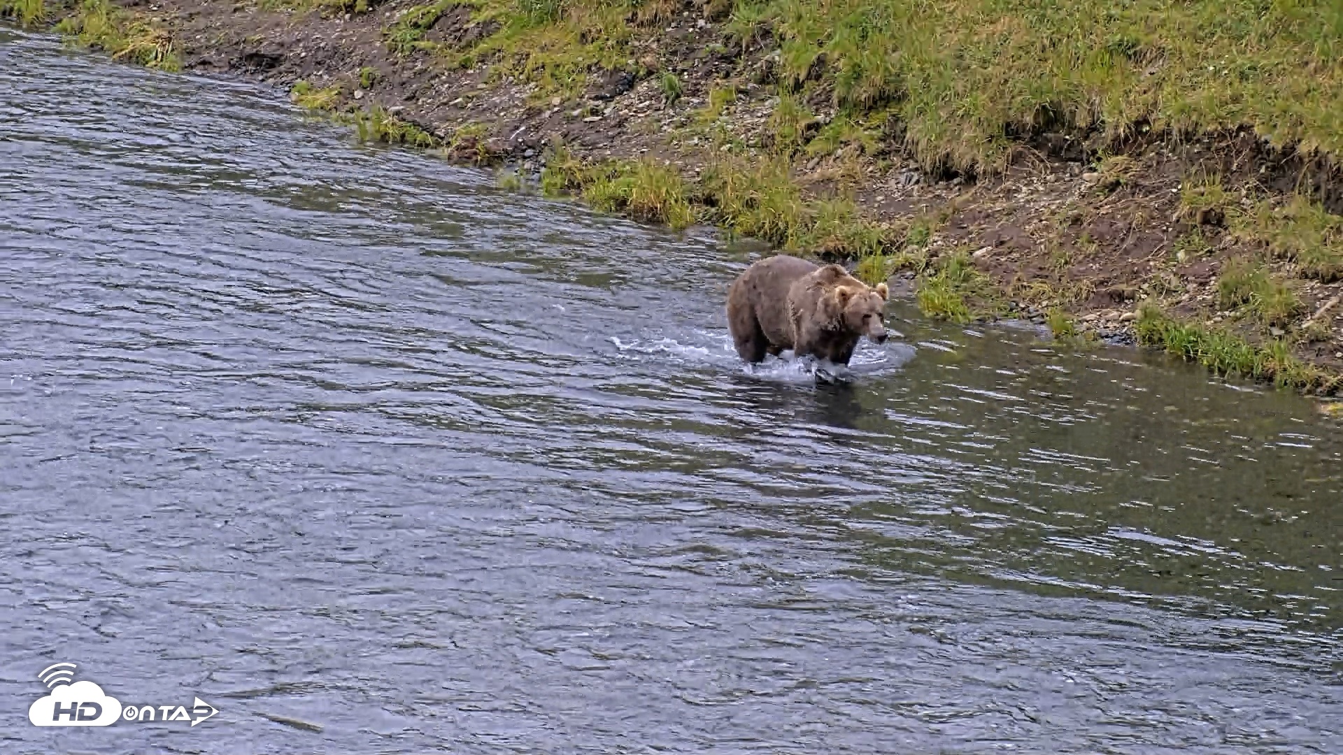 Snapshot of Kodiak Alaska Brown Bears Live Webcam taken Aug 6, 2026, 10:46am AKDT