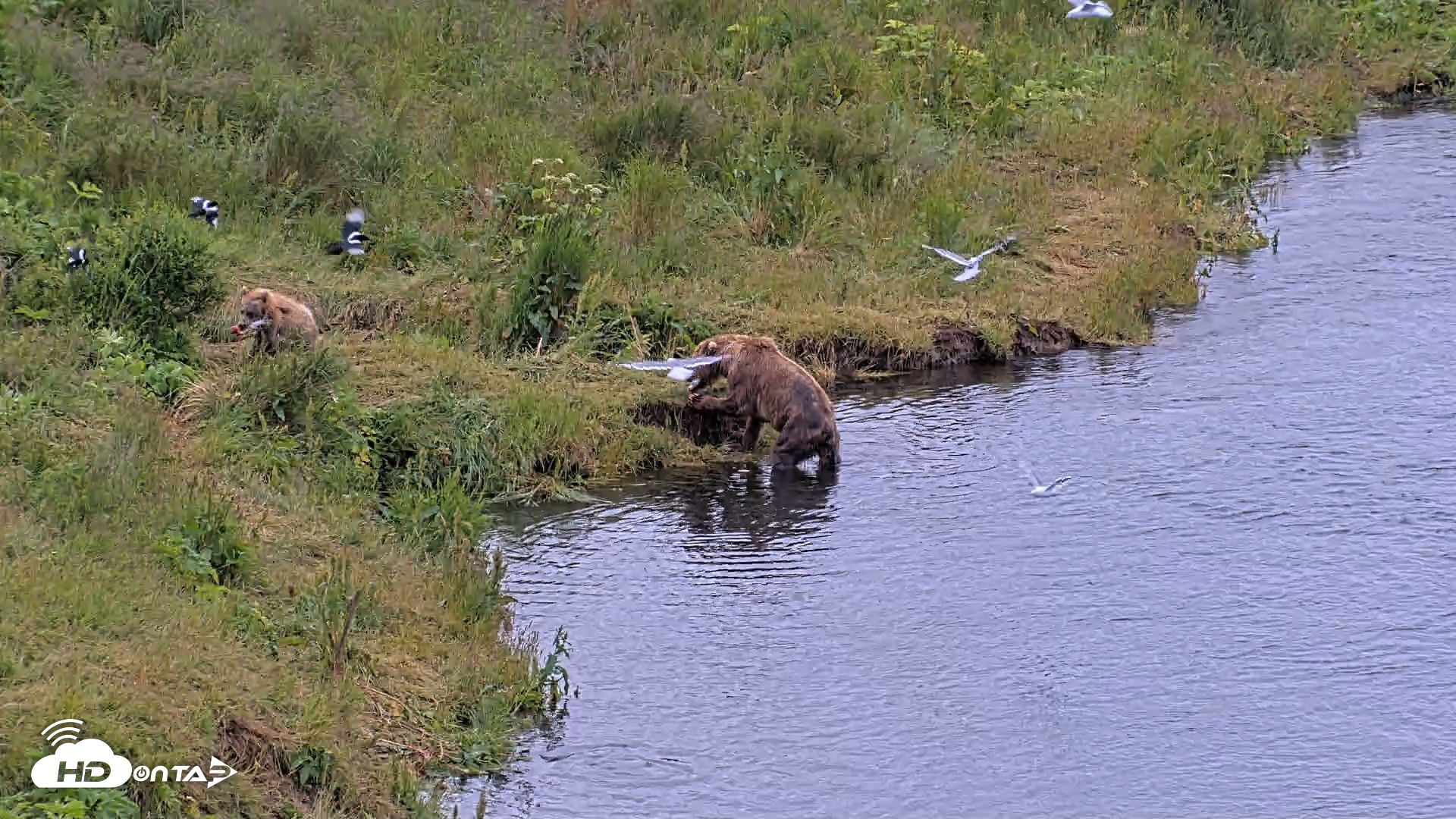 Snapshot of Kodiak Alaska Brown Bears Live Webcam taken Aug 1, 2026, 9:57am AKDT
