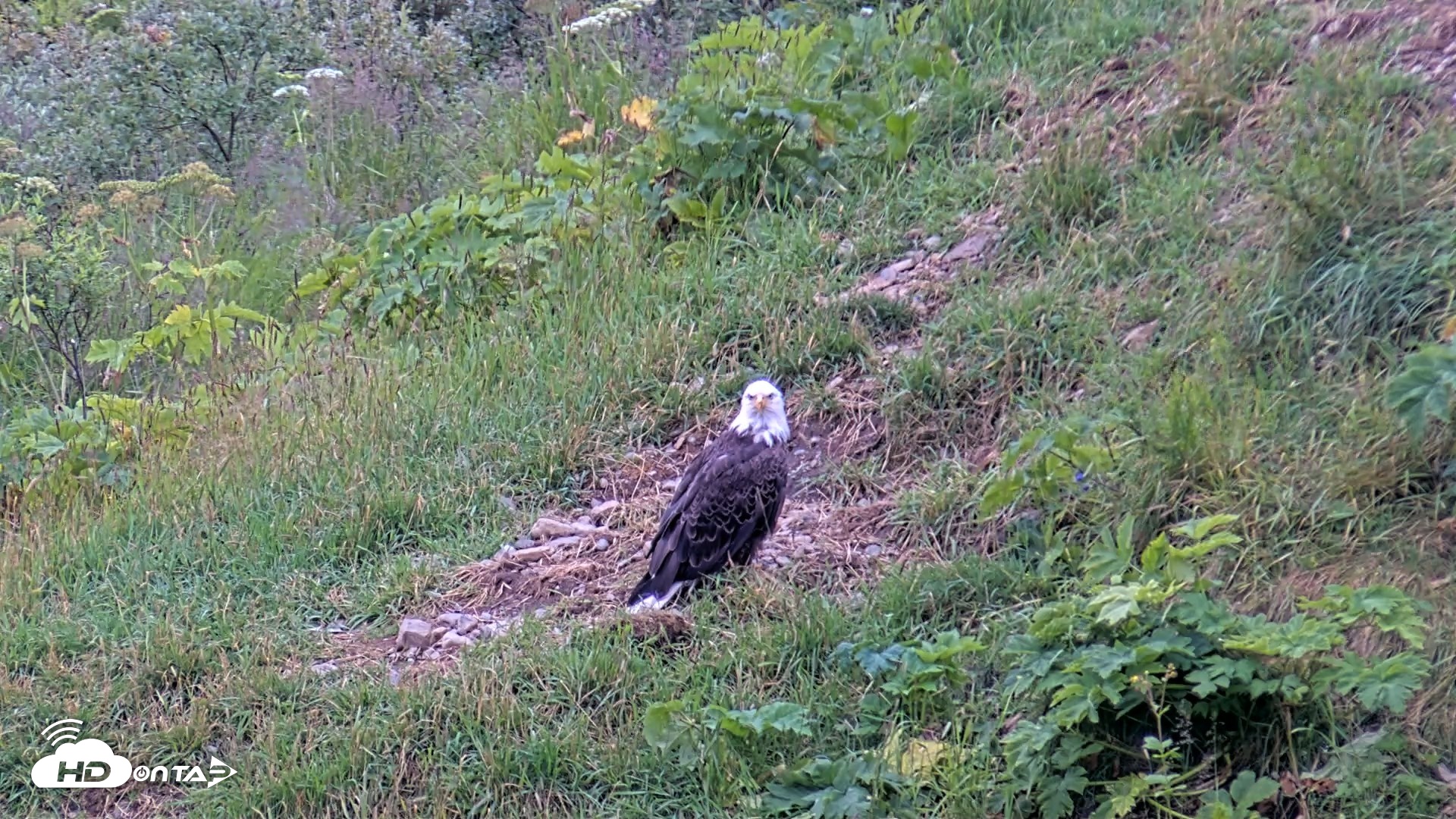 Snapshot of Kodiak Alaska Brown Bears Live Webcam taken Aug 5, 2026, 8:51am AKDT
