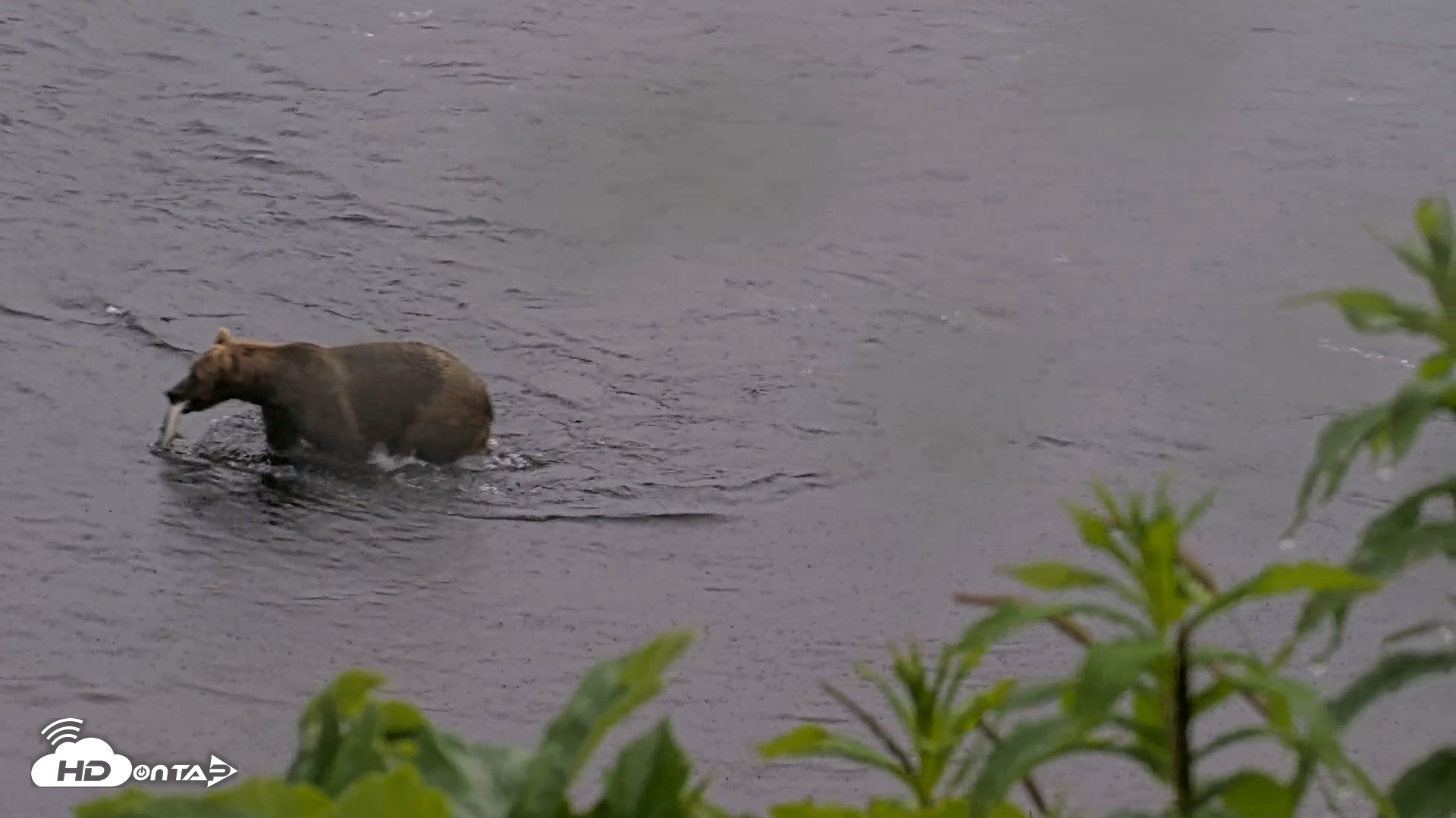 Snapshot of Kodiak Alaska Brown Bears Live Webcam taken Jul 21, 2026, 7:28pm AKDT