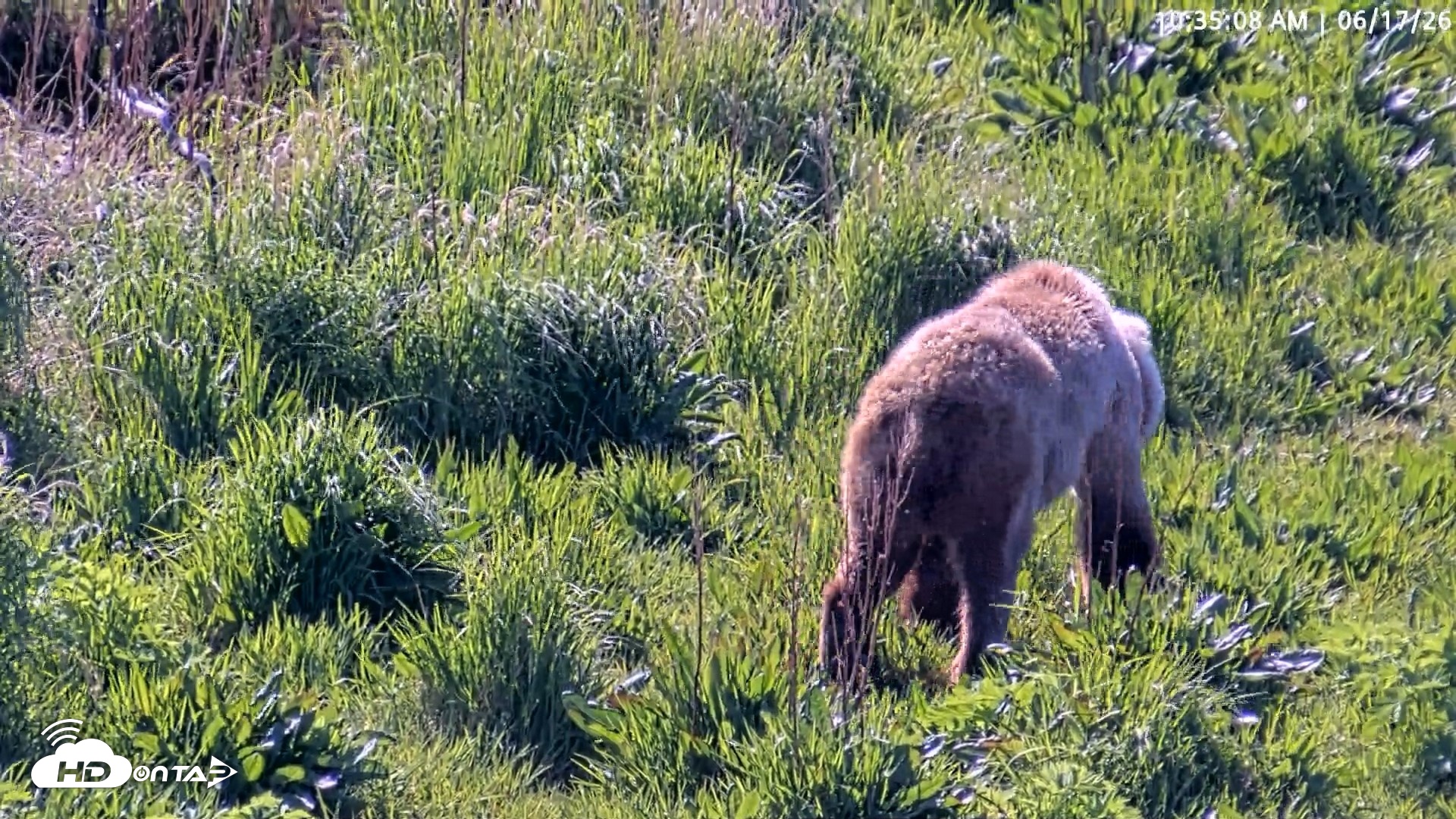Snapshot of Kodiak Alaska Brown Bears Live Webcam taken Jun 17, 2026, 10:35am AKDT