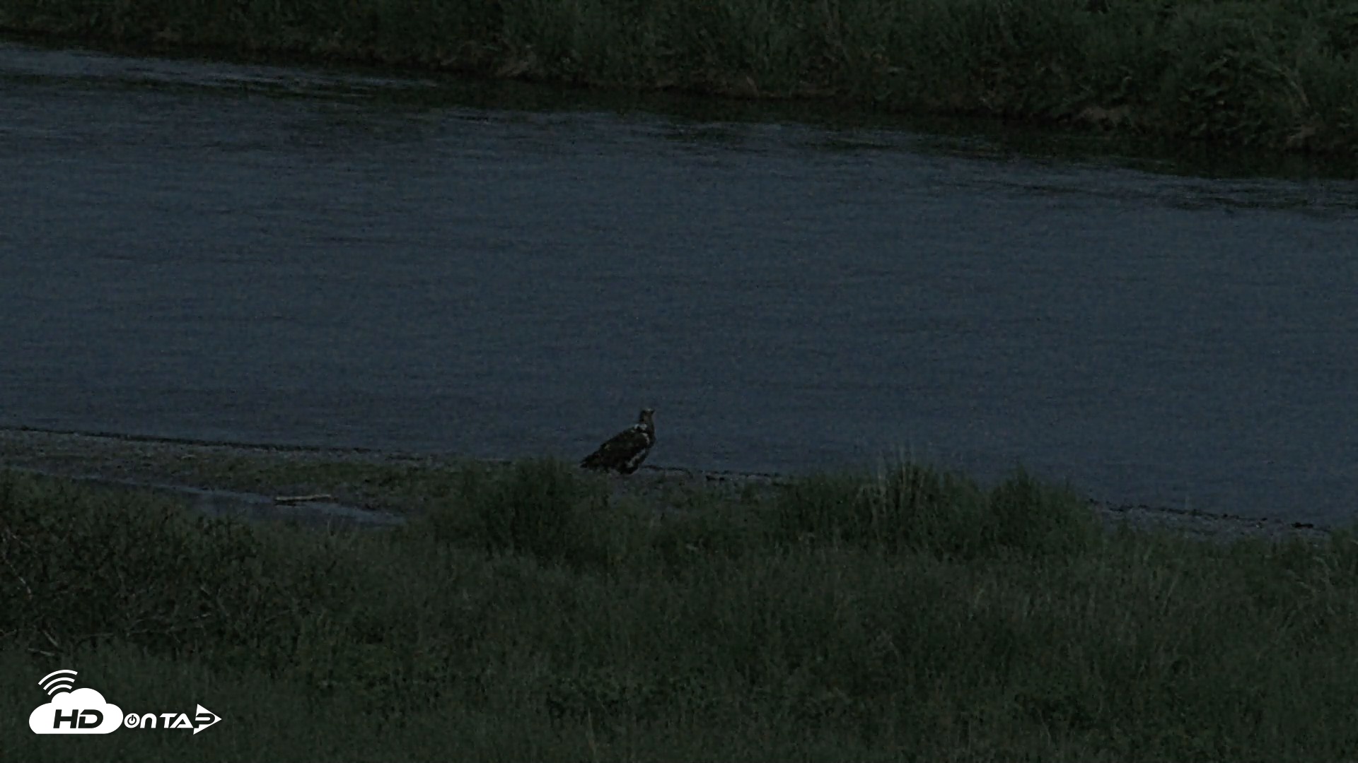 Snapshot of Kodiak Alaska Brown Bears Live Webcam taken Jul 11, 2026, 11:35pm AKDT