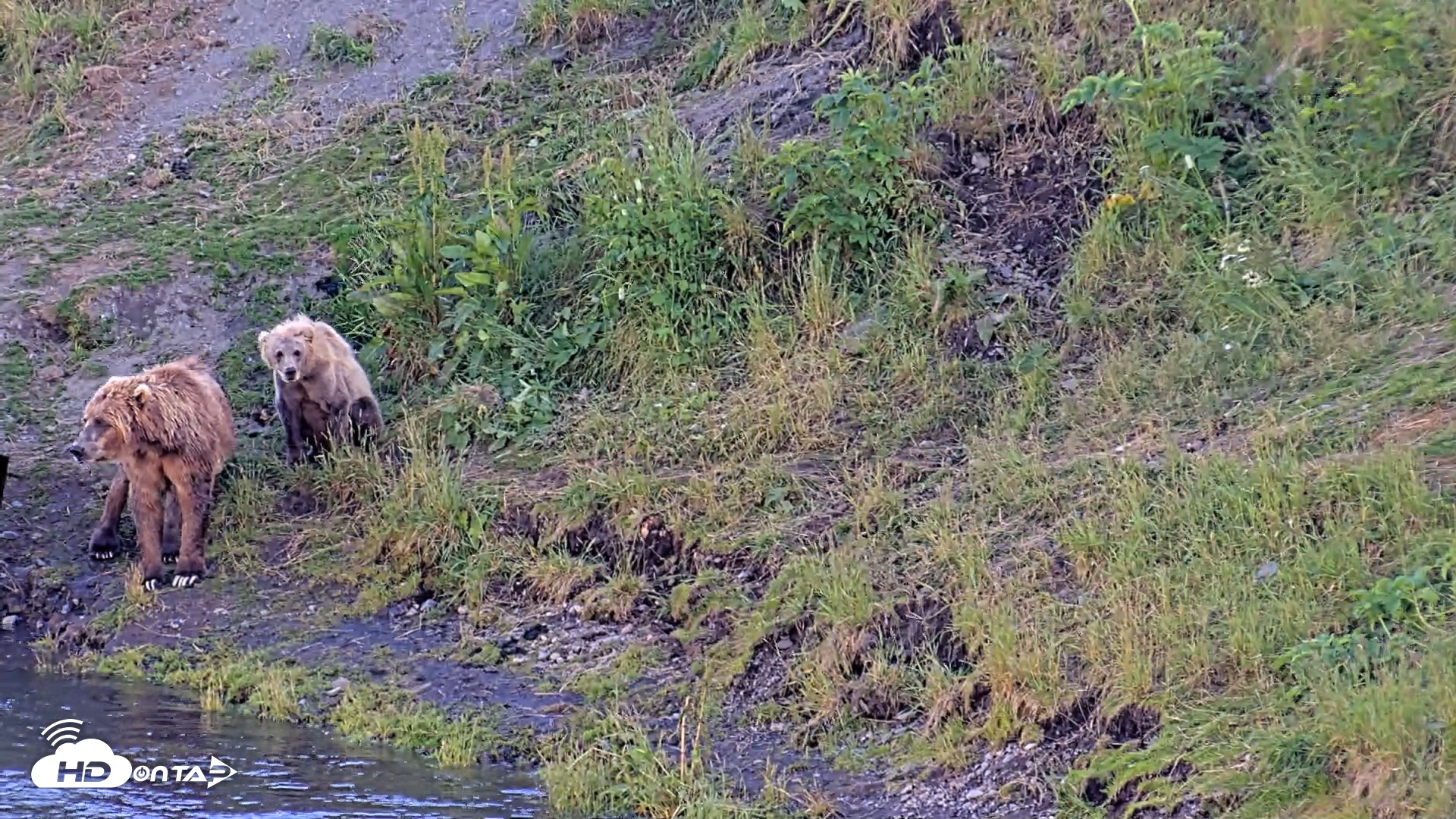 Snapshot of Kodiak Alaska Brown Bears Live Webcam taken Jul 31, 2026, 7:33pm AKDT