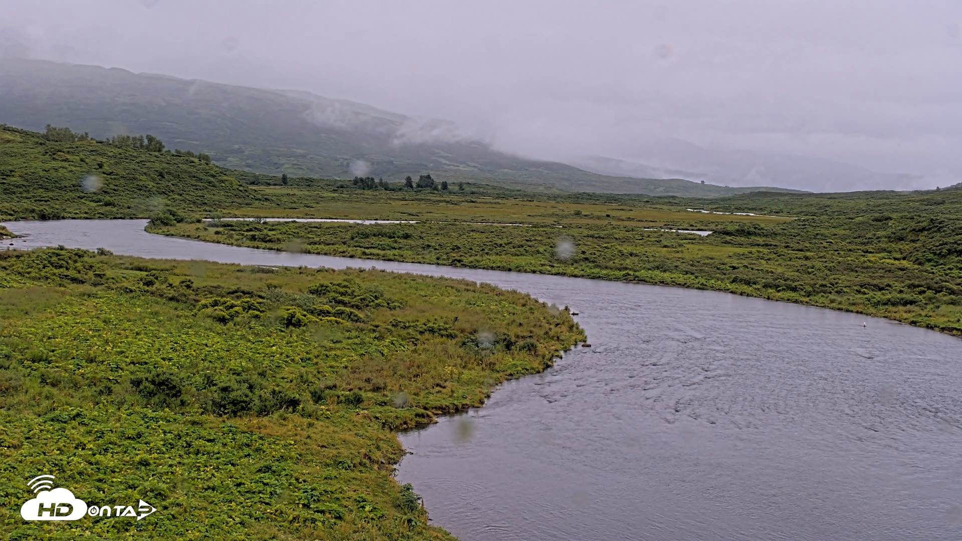 Snapshot of Kodiak Alaska Brown Bears Live Webcam taken Aug 19, 2026, 11:58am AKDT