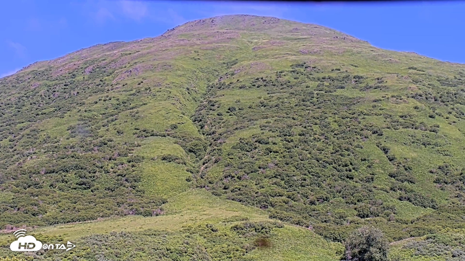Snapshot of Kodiak Alaska Brown Bears Live Webcam taken Jul 31, 2026, 2:14pm AKDT