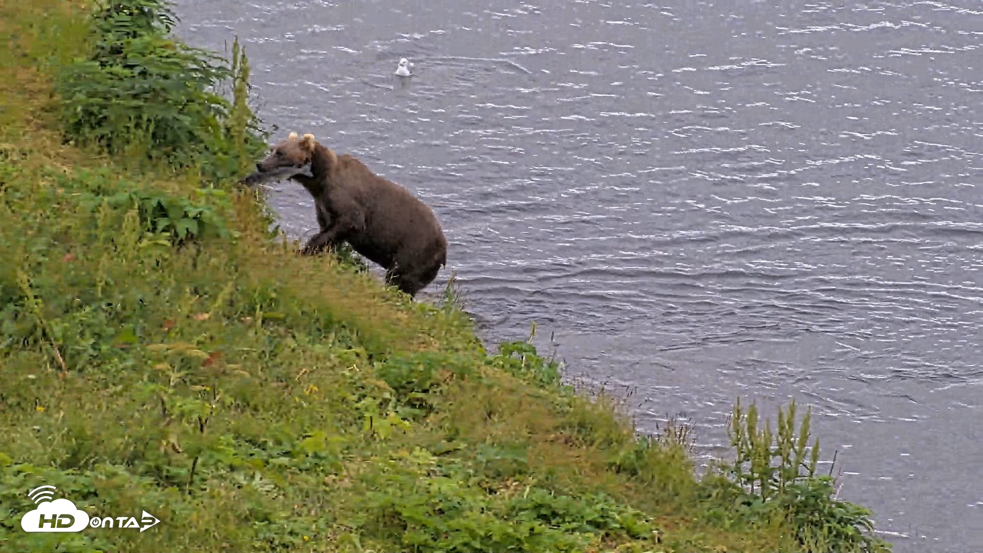 Snapshot of Kodiak Alaska Brown Bears Live Webcam taken Aug 6, 2026, 11:24am AKDT