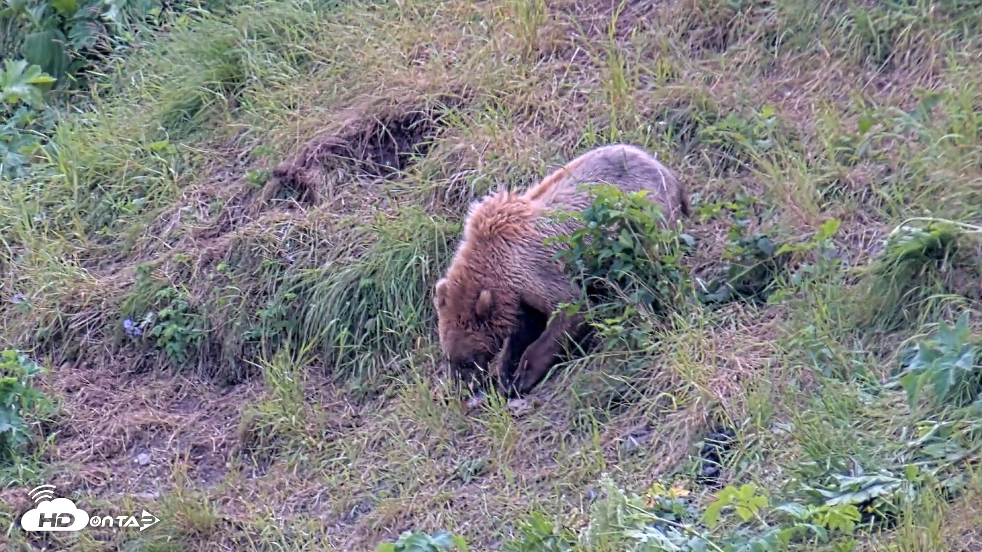 Snapshot of Kodiak Alaska Brown Bears Live Webcam taken Jul 25, 2026, 3:14pm AKDT