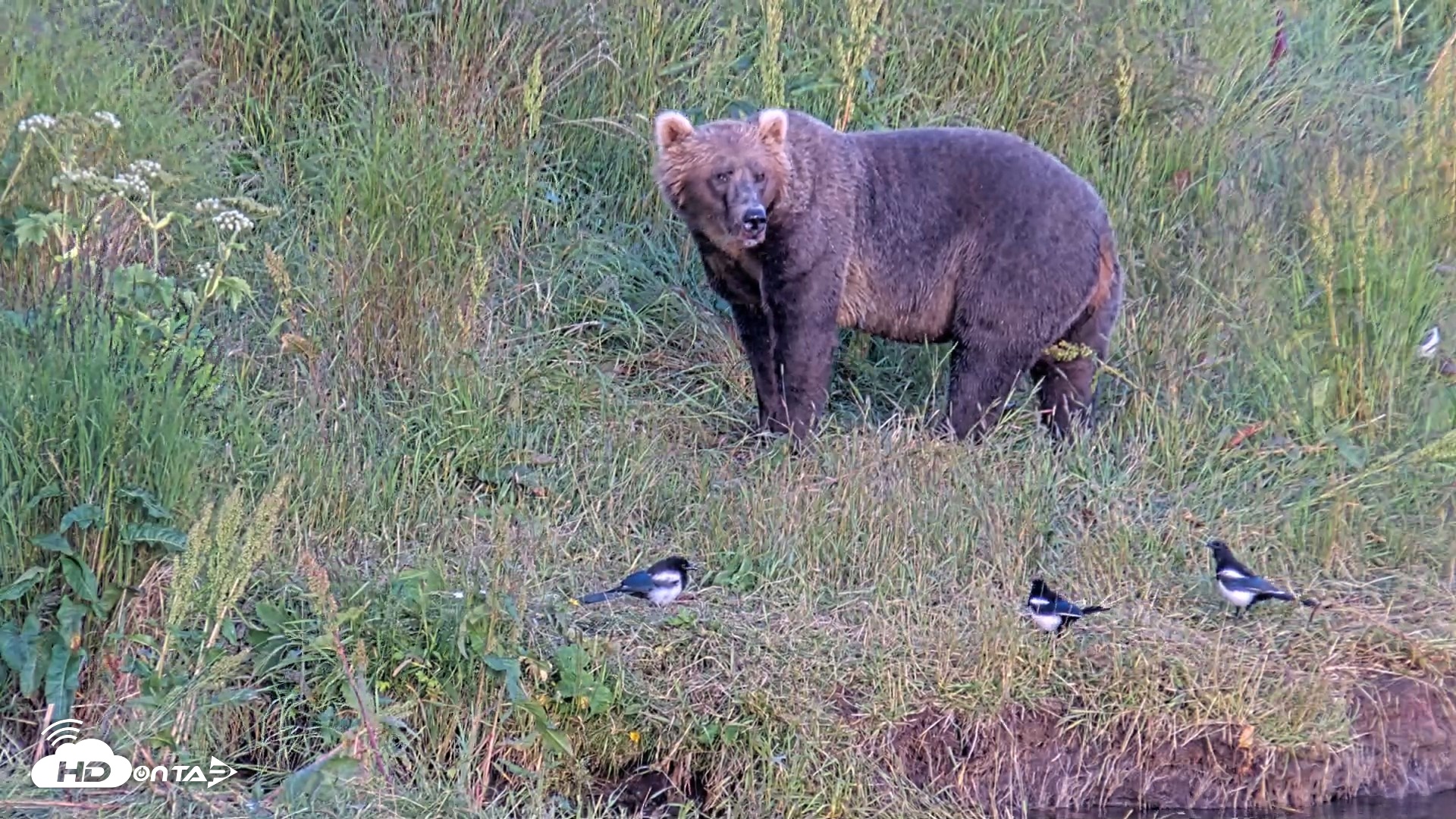 Snapshot of Kodiak Alaska Brown Bears Live Webcam taken Aug 1, 2026, 8:58pm AKDT