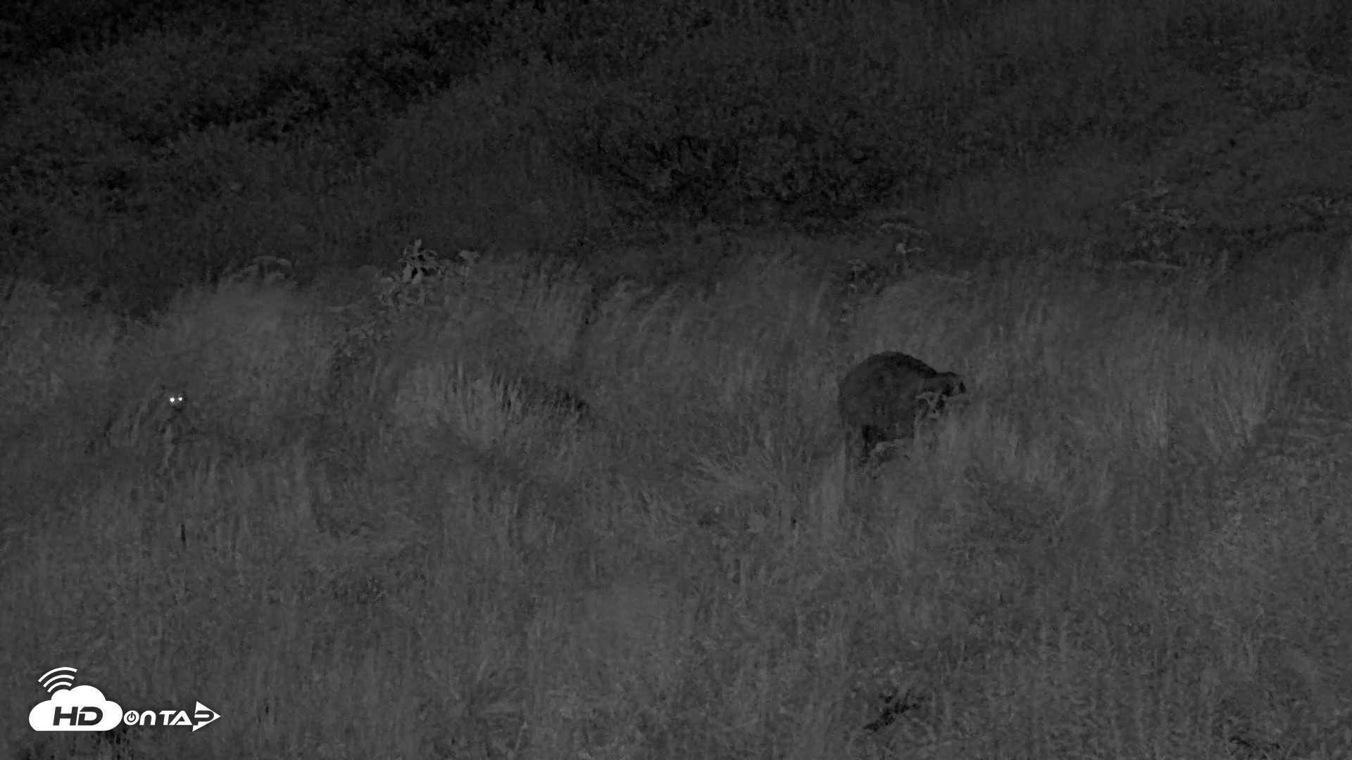 Snapshot of Kodiak Alaska Brown Bears Live Webcam taken Aug 2, 2026, 11:20pm AKDT