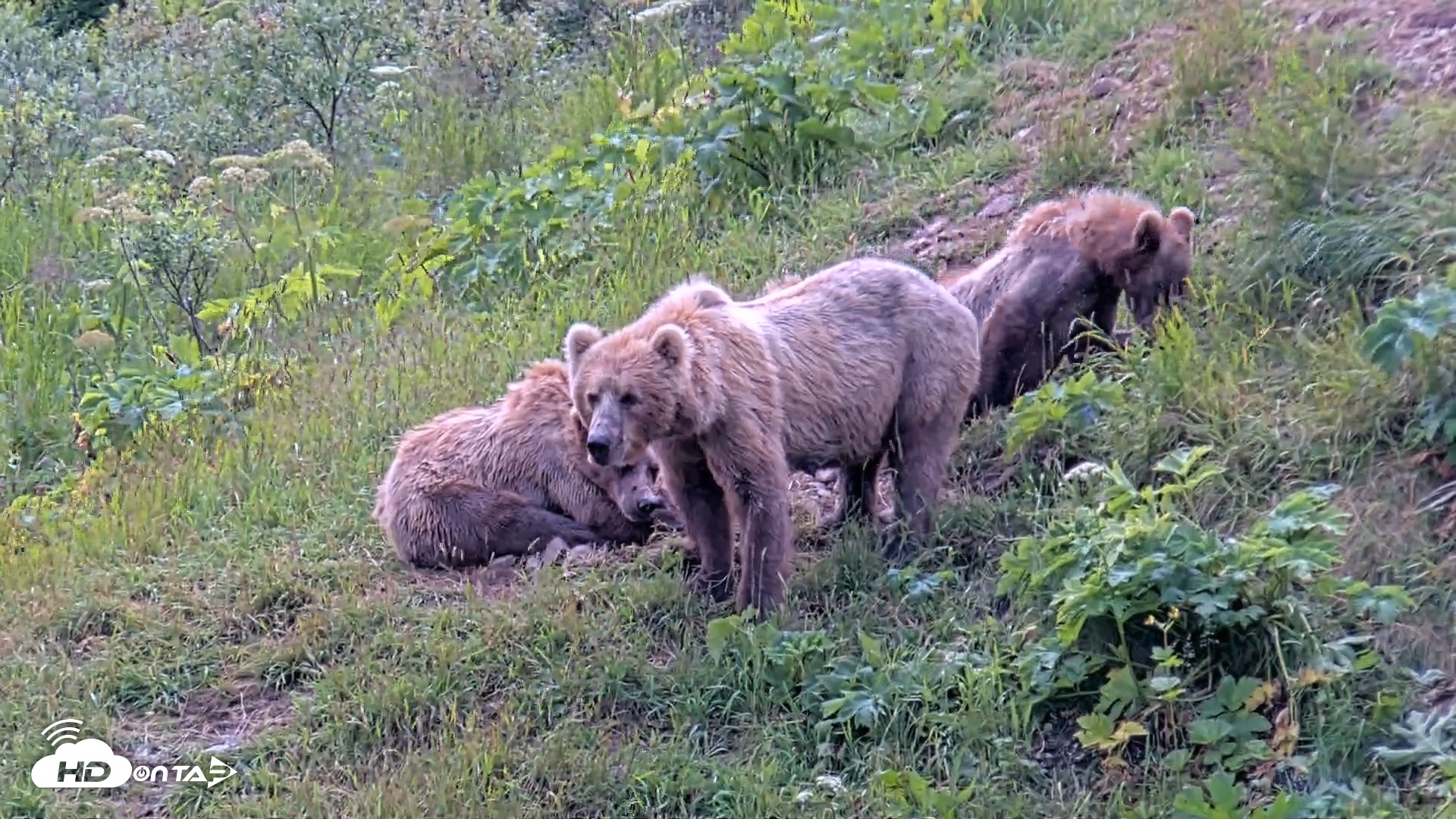 Snapshot of Kodiak Alaska Brown Bears Live Webcam taken Aug 1, 2026, 2:00pm AKDT