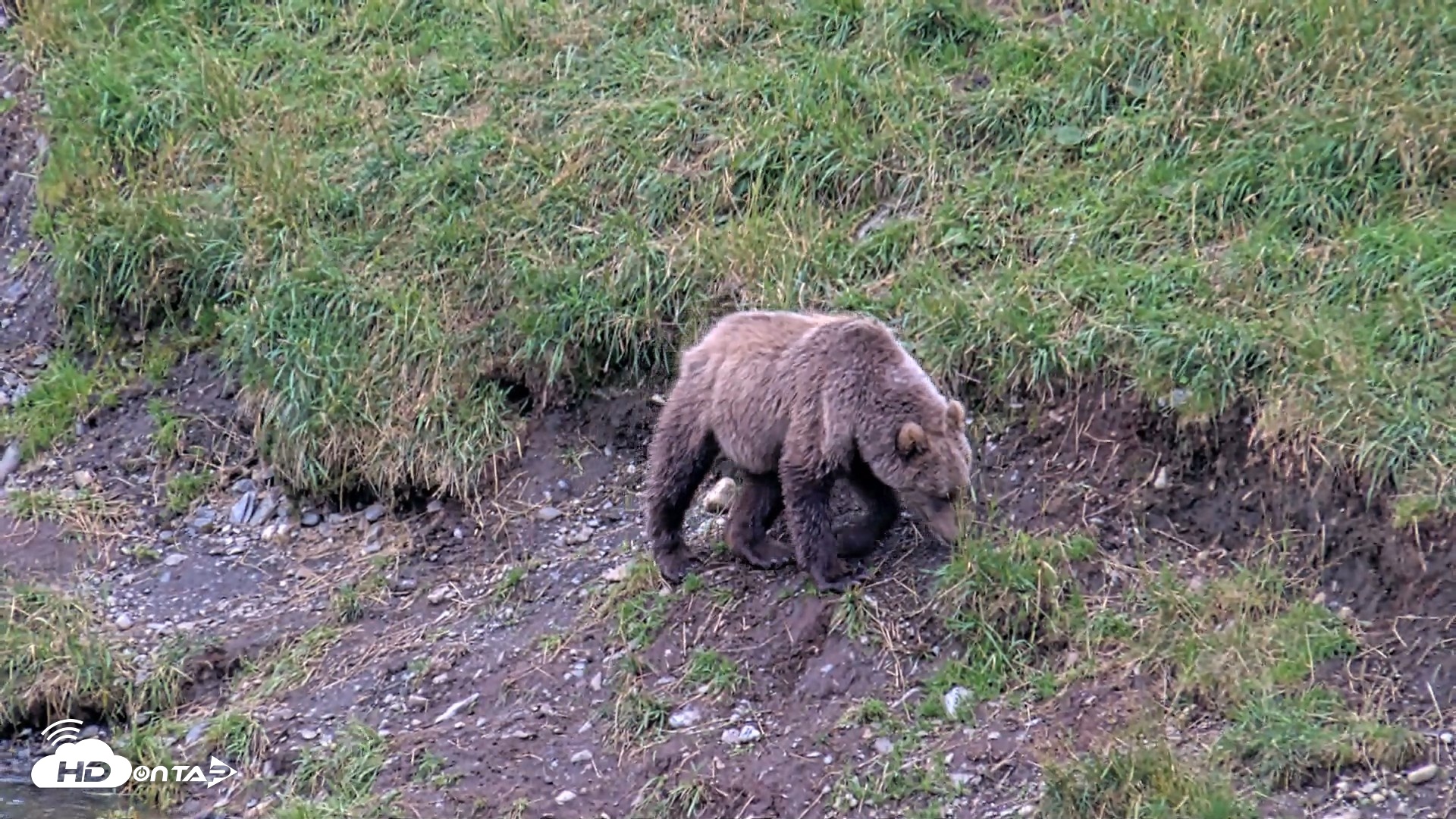 Snapshot of Kodiak Alaska Brown Bears Live Webcam taken Aug 19, 2026, 5:45pm AKDT
