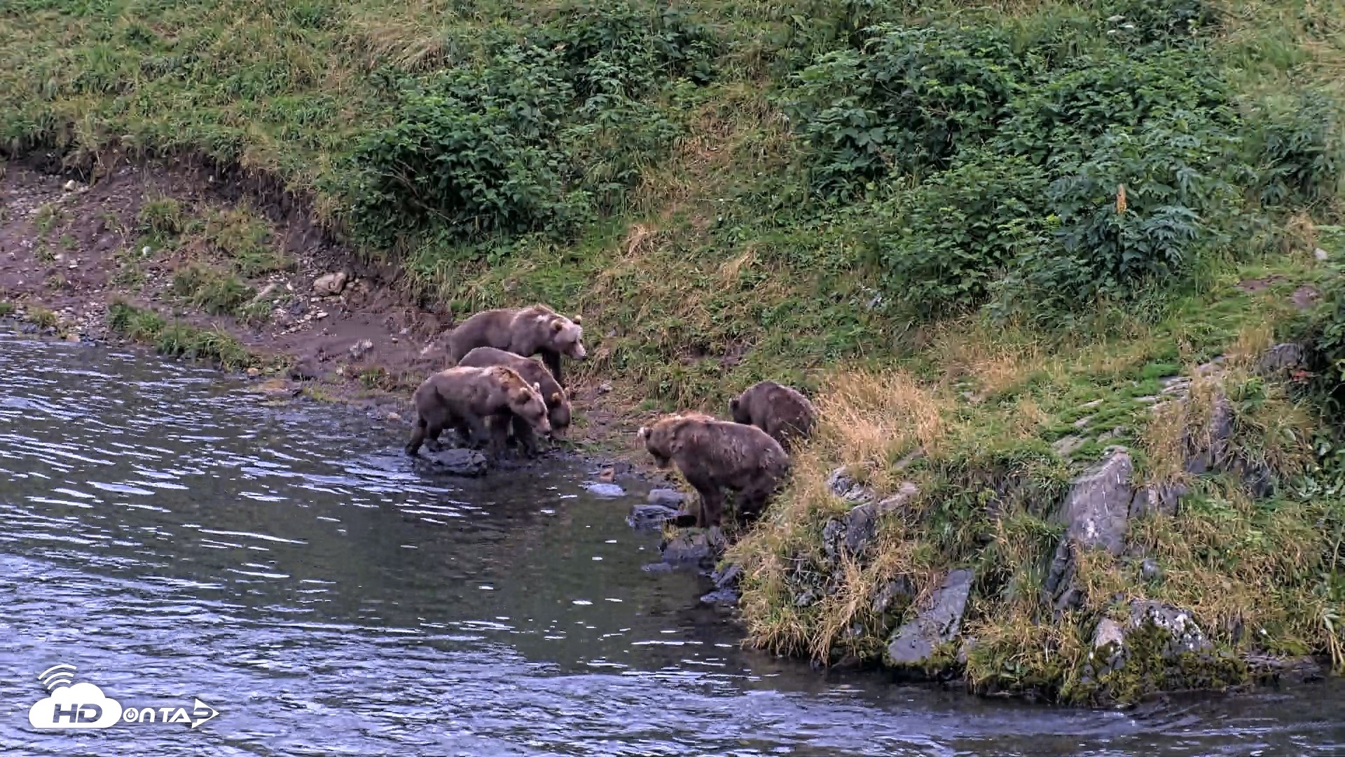 Snapshot of Kodiak Alaska Brown Bears Live Webcam taken Aug 20, 2026, 9:14pm AKDT
