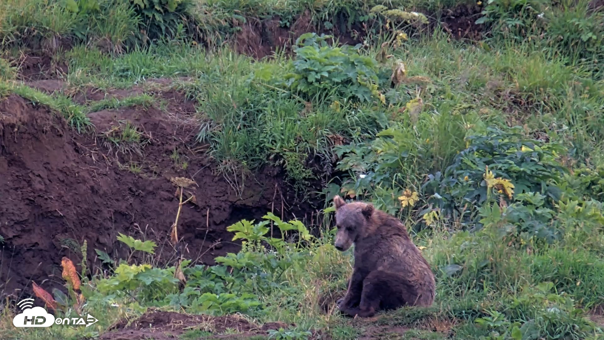 Snapshot of Kodiak Alaska Brown Bears Live Webcam taken Aug 13, 2026, 7:36pm AKDT