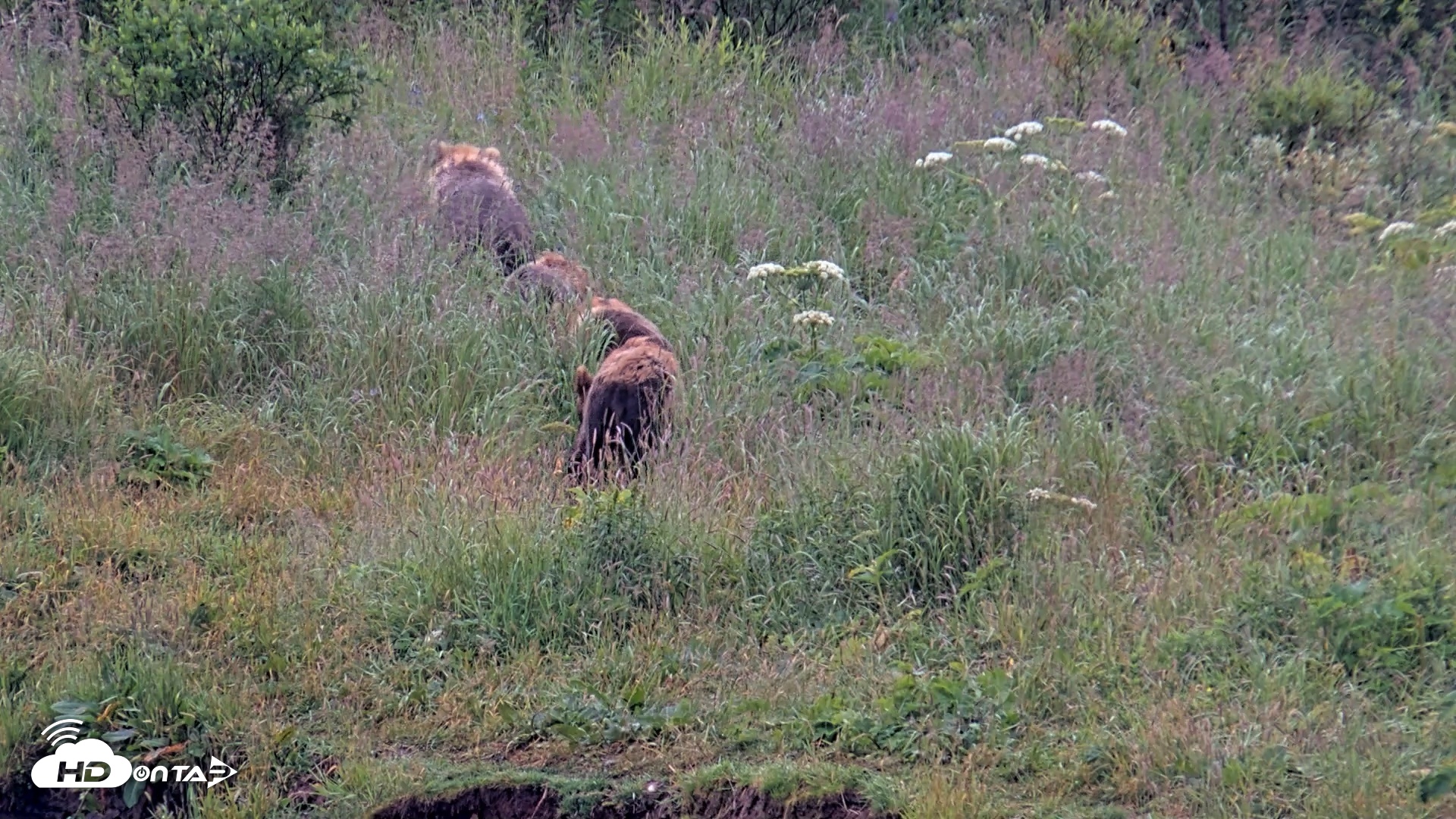 Snapshot of Kodiak Alaska Brown Bears Live Webcam taken Aug 7, 2026, 7:45am AKDT