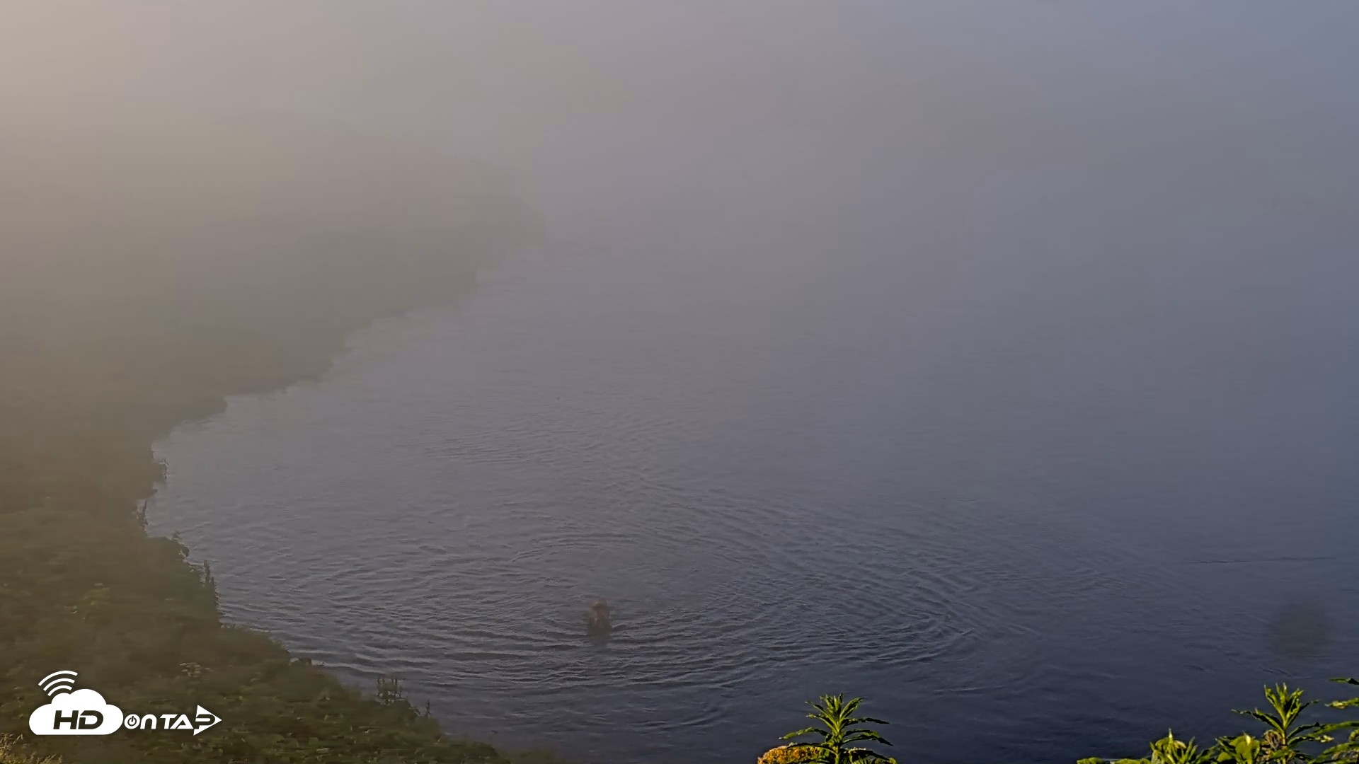 Snapshot of Kodiak Alaska Brown Bears Live Webcam taken Jul 30, 2026, 7:27am AKDT