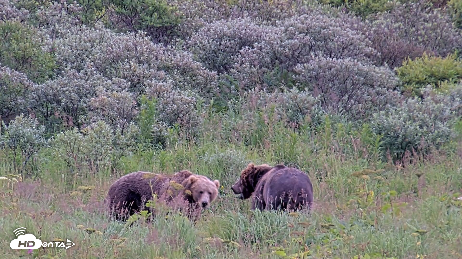 Snapshot of Kodiak Alaska Brown Bears Live Webcam taken Aug 10, 2026, 7:27pm AKDT