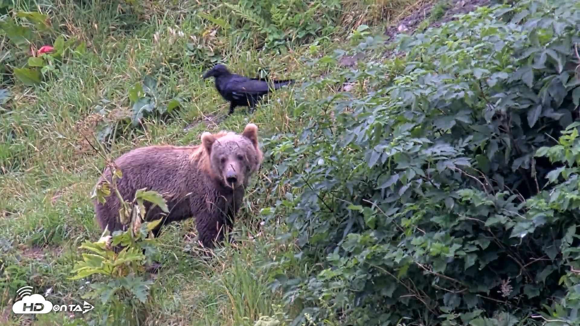 Snapshot of Kodiak Alaska Brown Bears Live Webcam taken Aug 14, 2026, 5:36pm AKDT