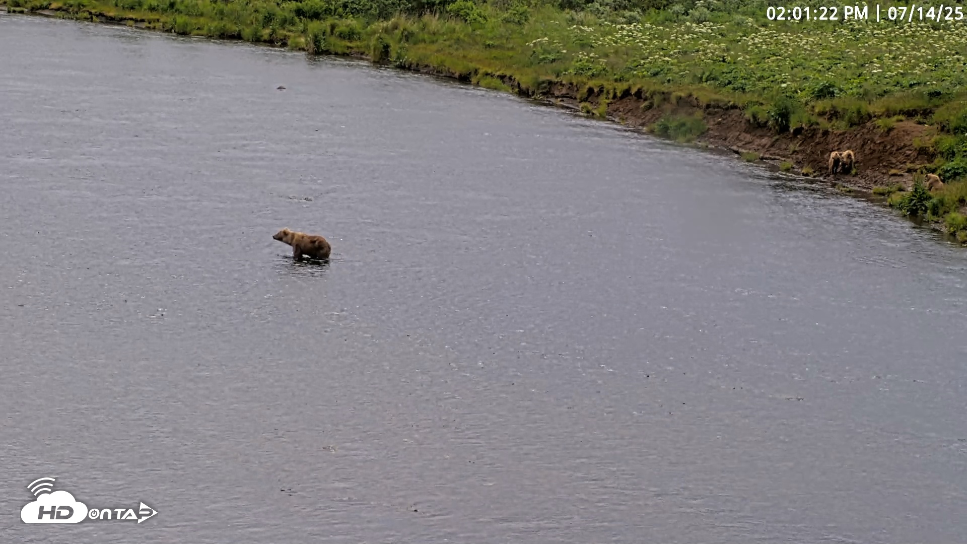 Snapshot of Kodiak Alaska Brown Bears Live Webcam taken Jul 14, 2025, 2:01pm AKDT