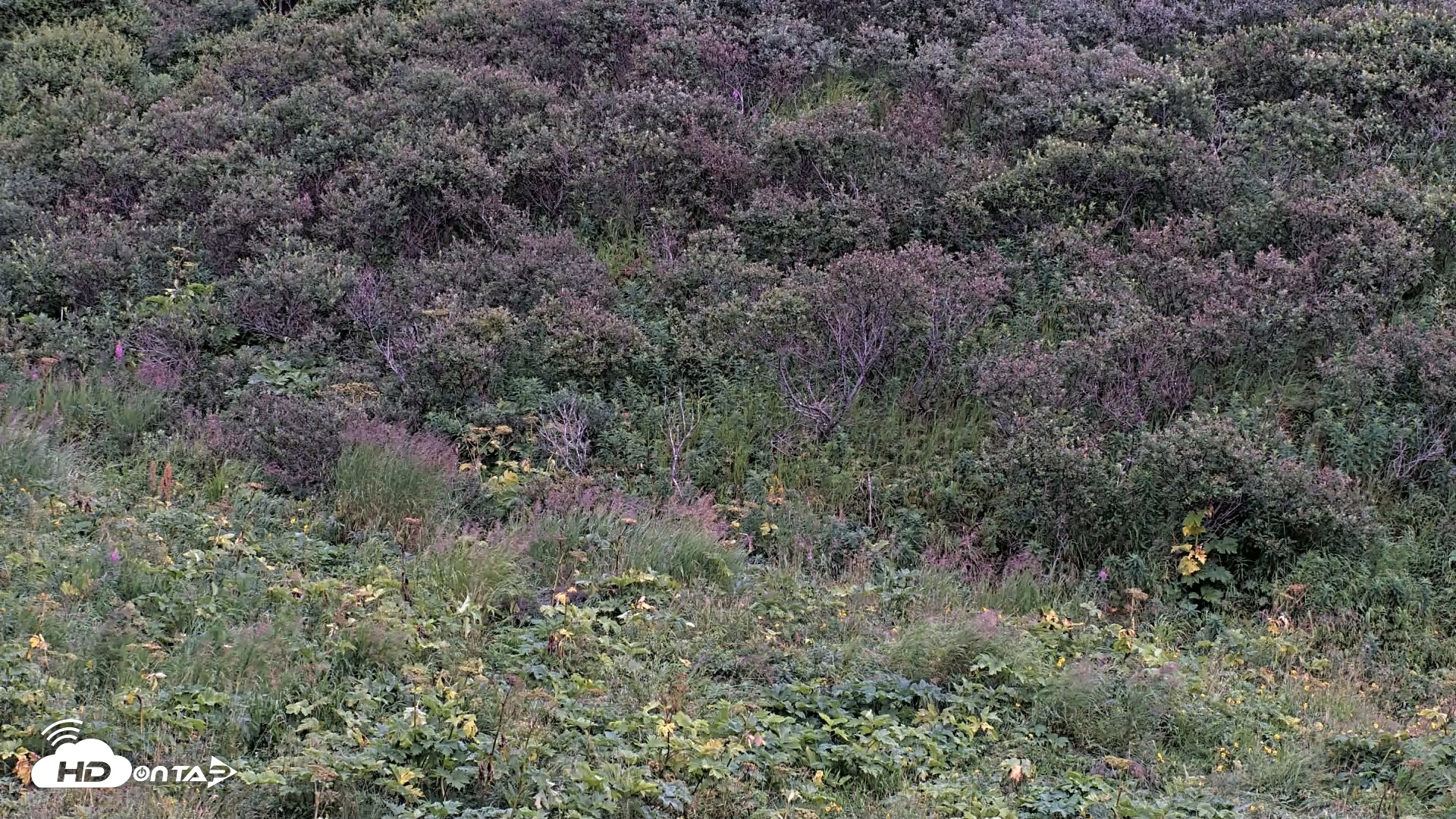 Snapshot of Kodiak Alaska Brown Bears Live Webcam taken Aug 20, 2026, 9:27pm AKDT