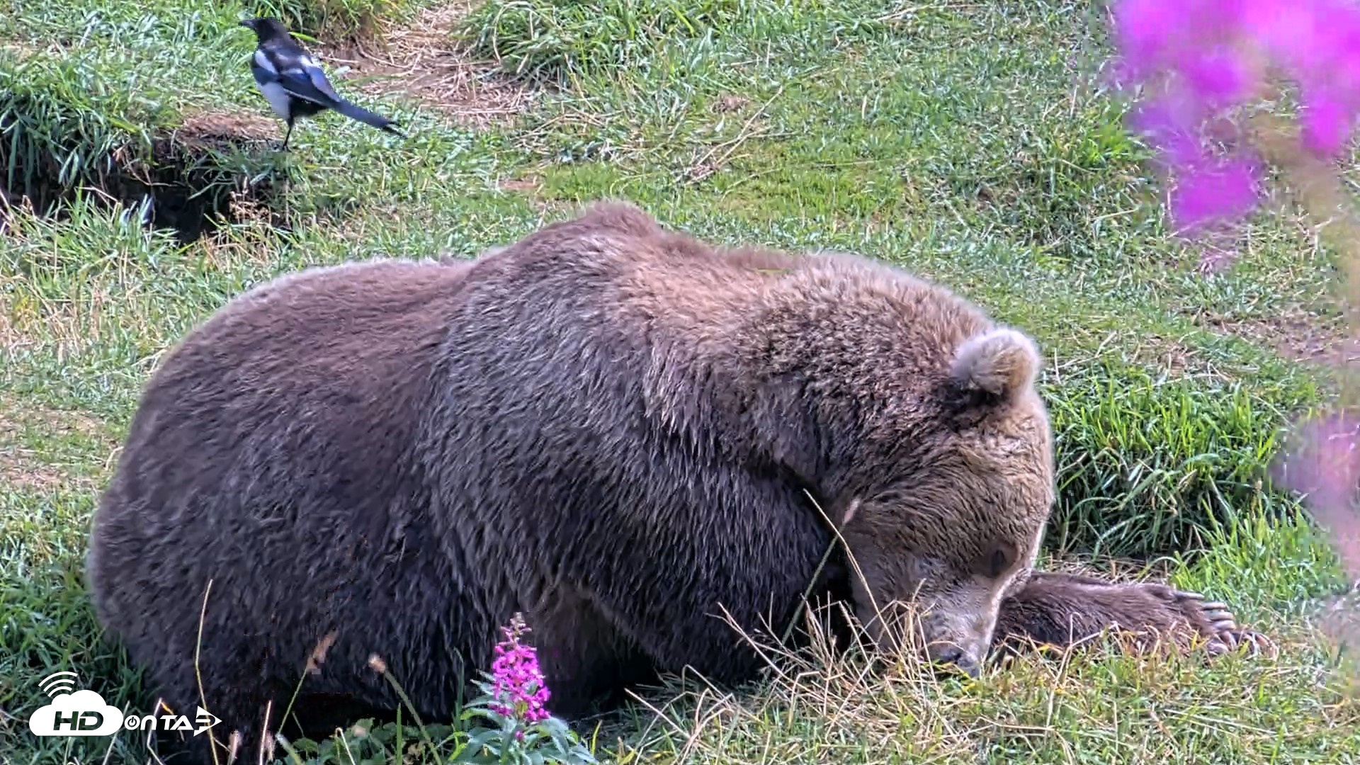 Snapshot of Kodiak Alaska Brown Bears Live Webcam taken Aug 22, 2026, 2:23pm AKDT