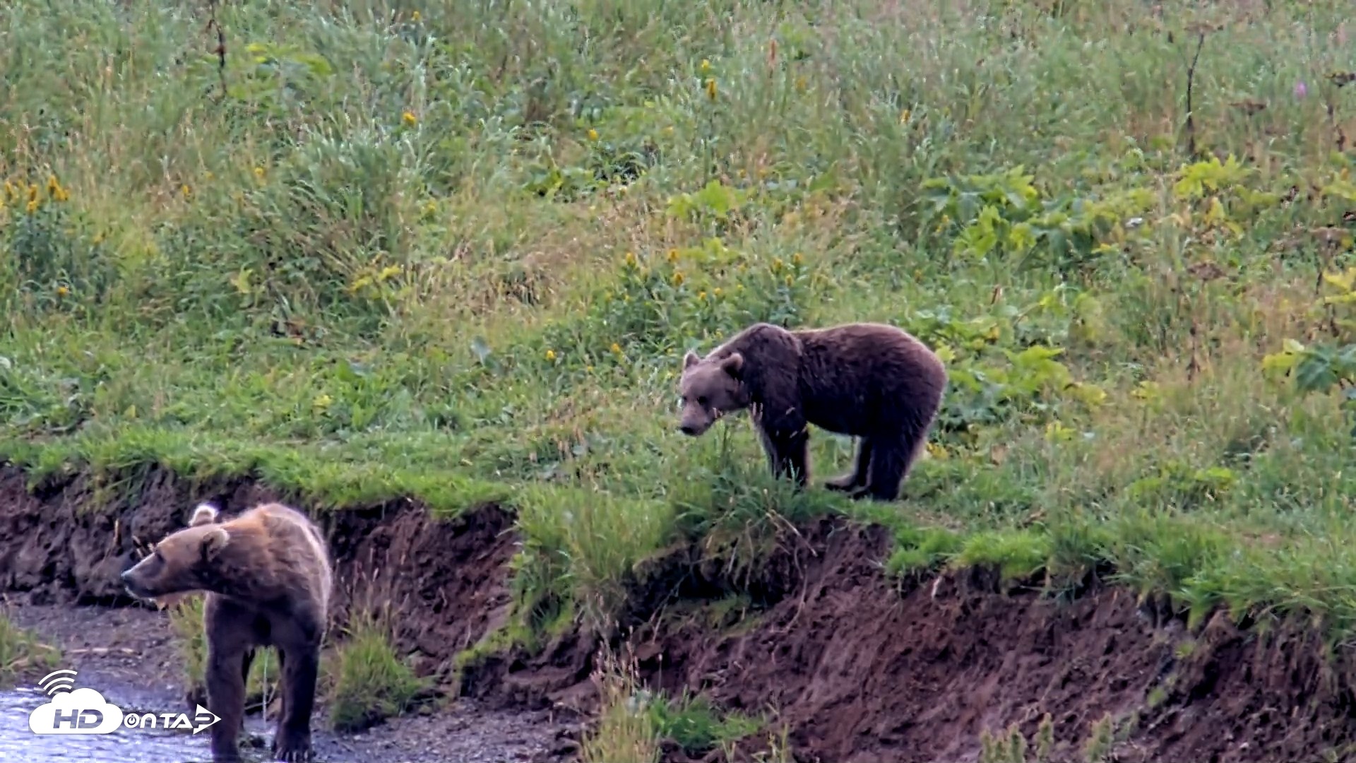 Snapshot of Kodiak Alaska Brown Bears Live Webcam taken Aug 21, 2026, 1:06pm AKDT