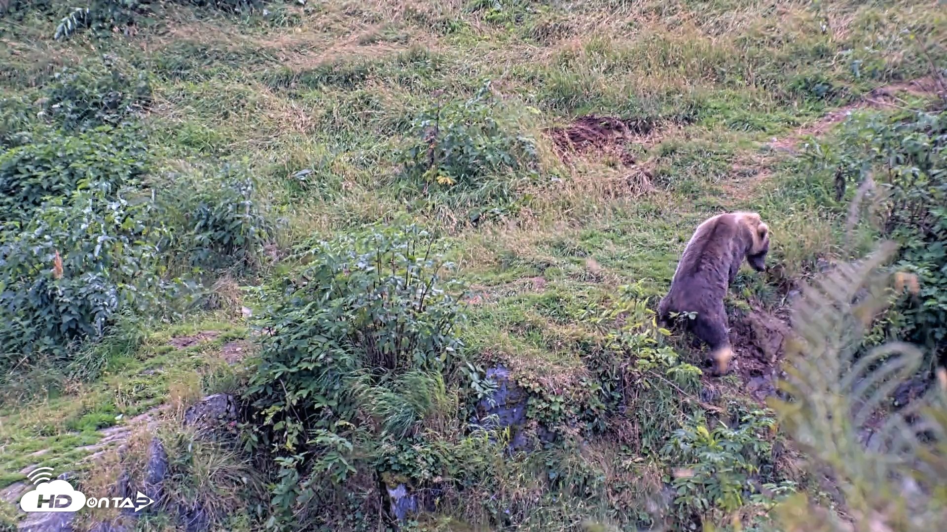 Snapshot of Kodiak Alaska Brown Bears Live Webcam taken Aug 23, 2026, 3:39pm AKDT